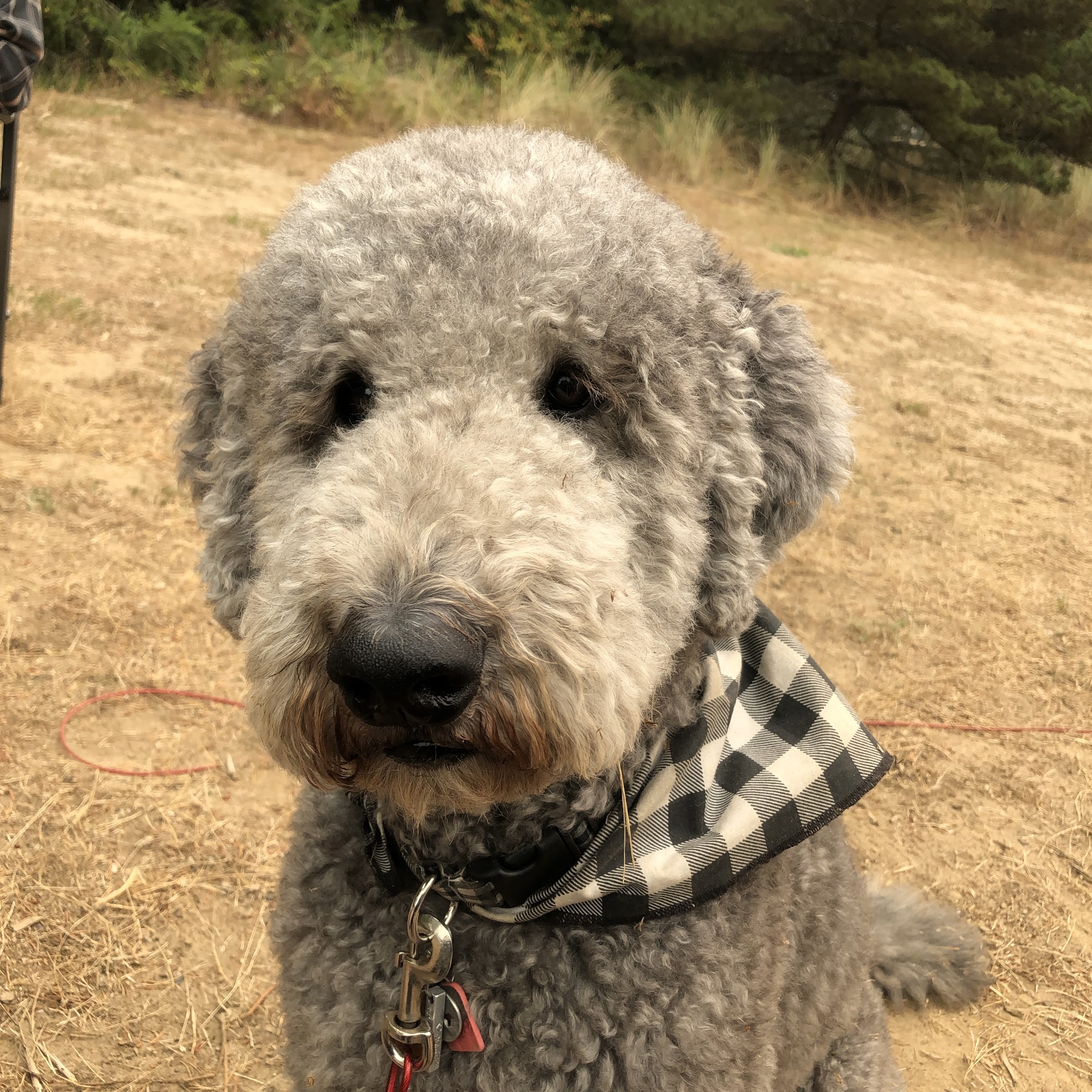 Kathe's K-9 Grooming Albany