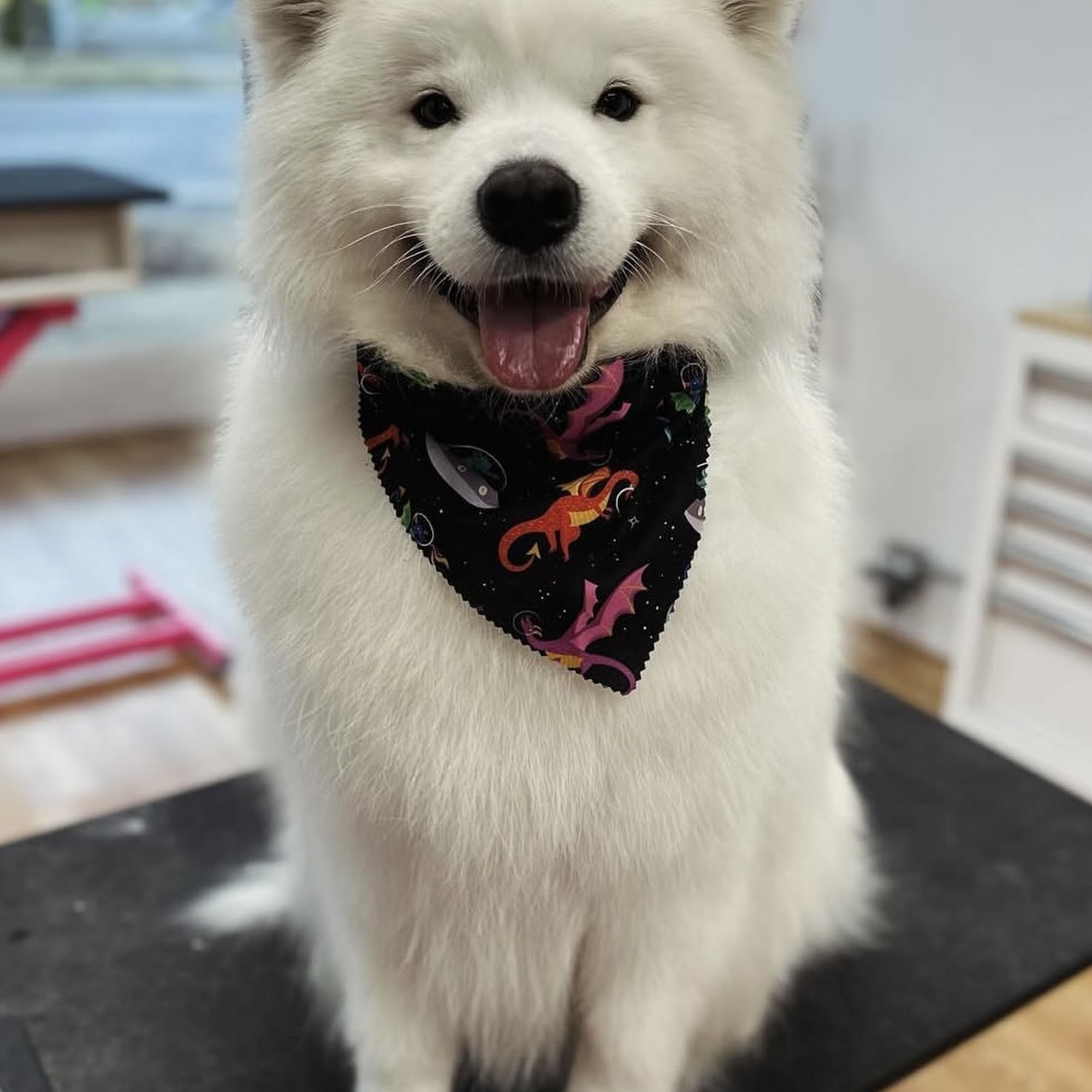 Urban Tails Grooming Albany