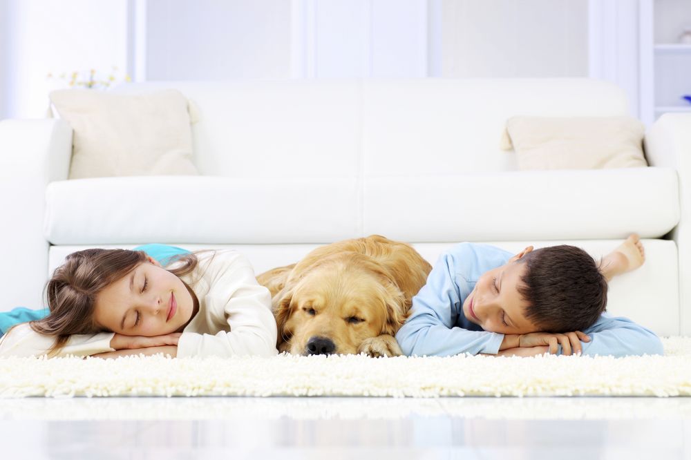 Healthy Home Carpet Cleaning