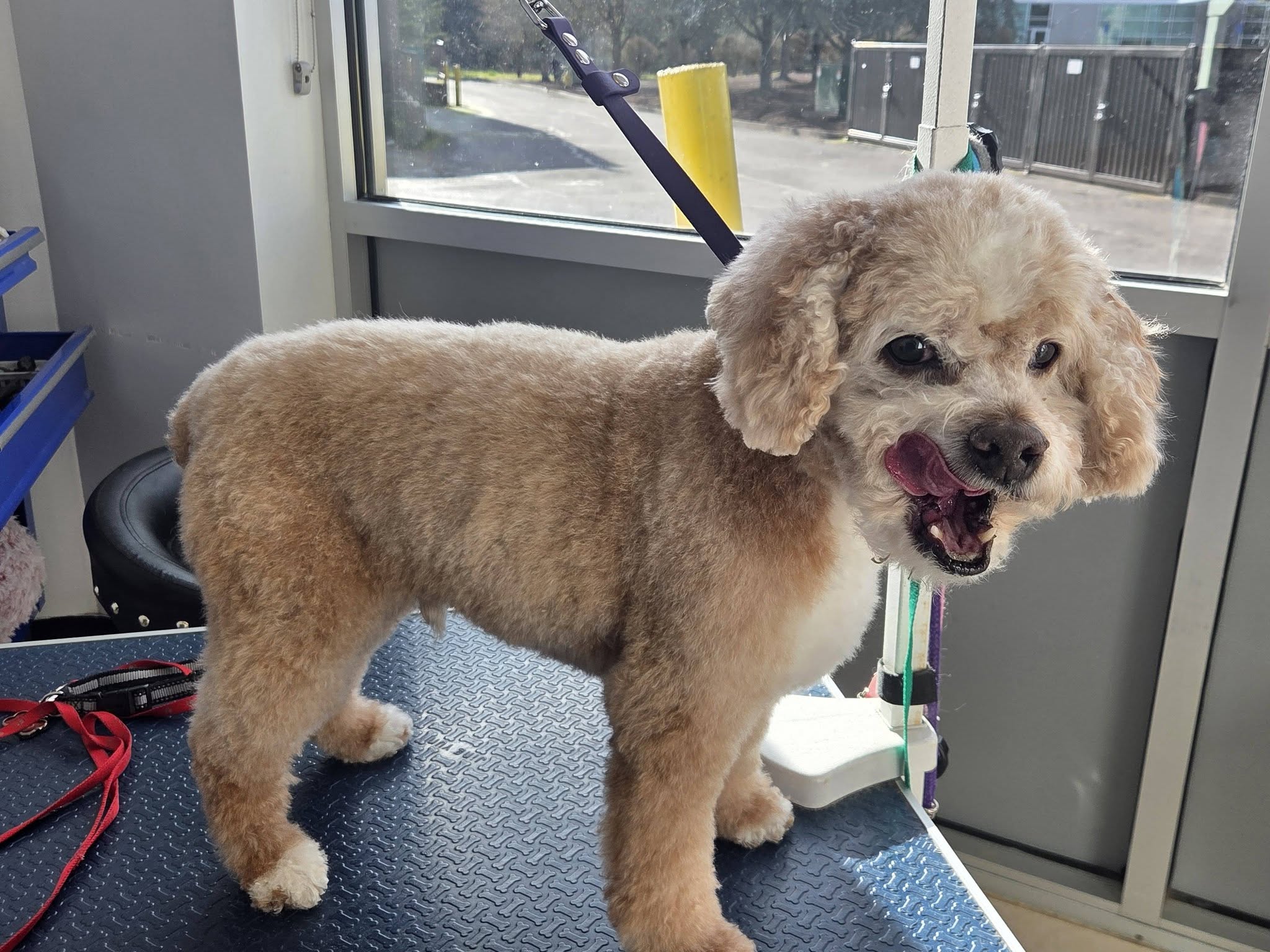 Wag-A-Muffins Dog Grooming LLC Aloha