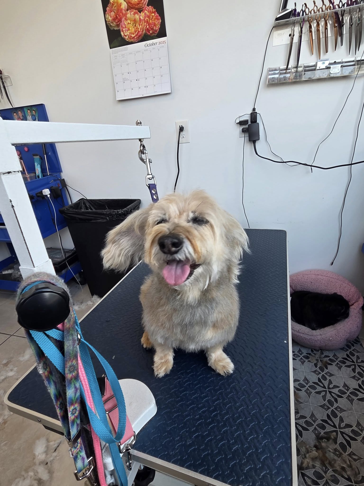 Wag-A-Muffins Dog Grooming LLC Aloha