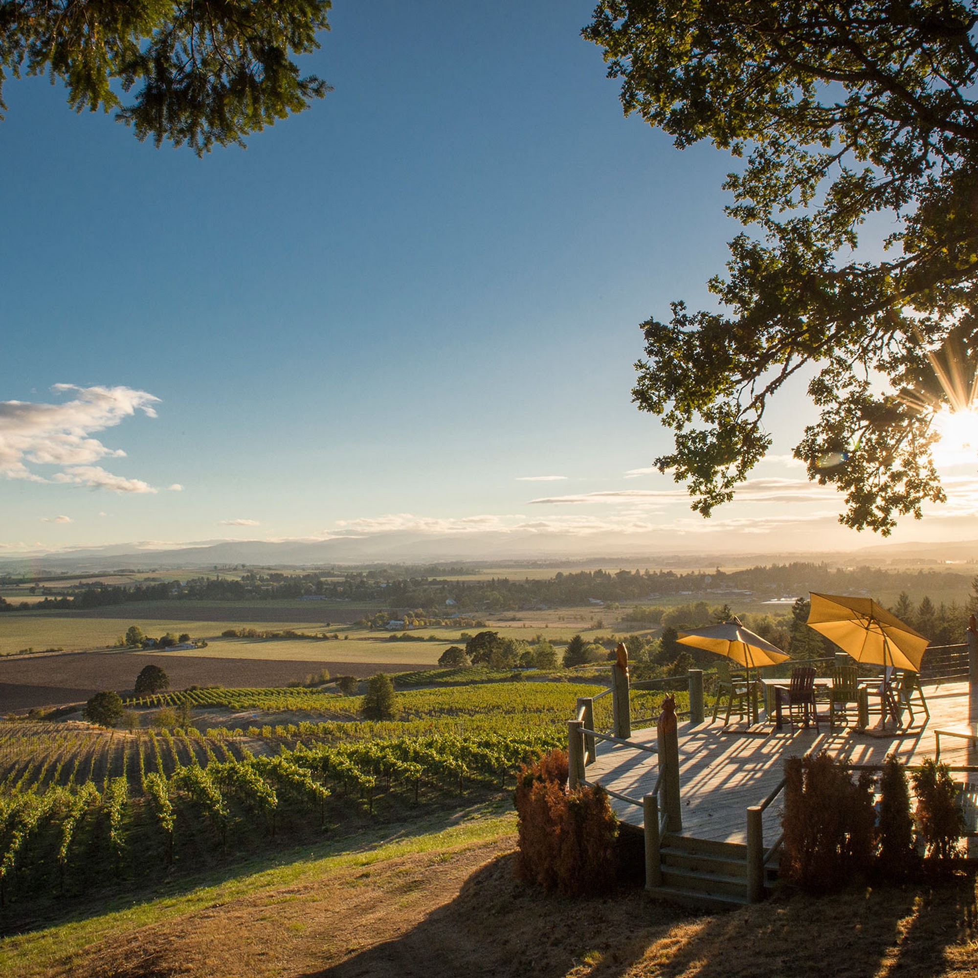 Keeler Estate Vineyard Amity