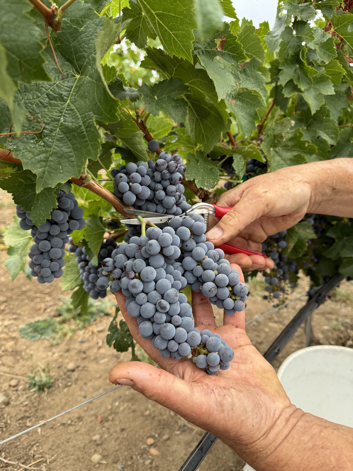 Eliana Wines Ashland