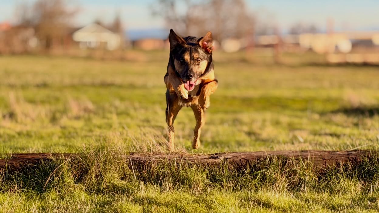 Paw and Hand K9 Aumsville