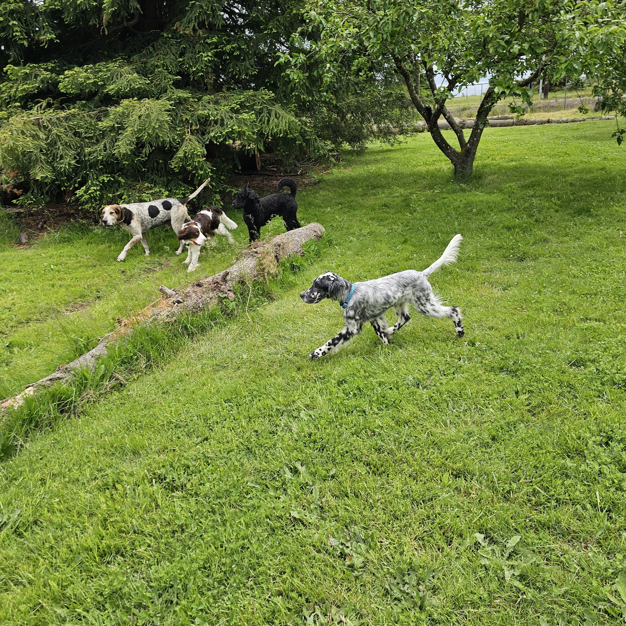 Happy Hound Hotel Aumsville