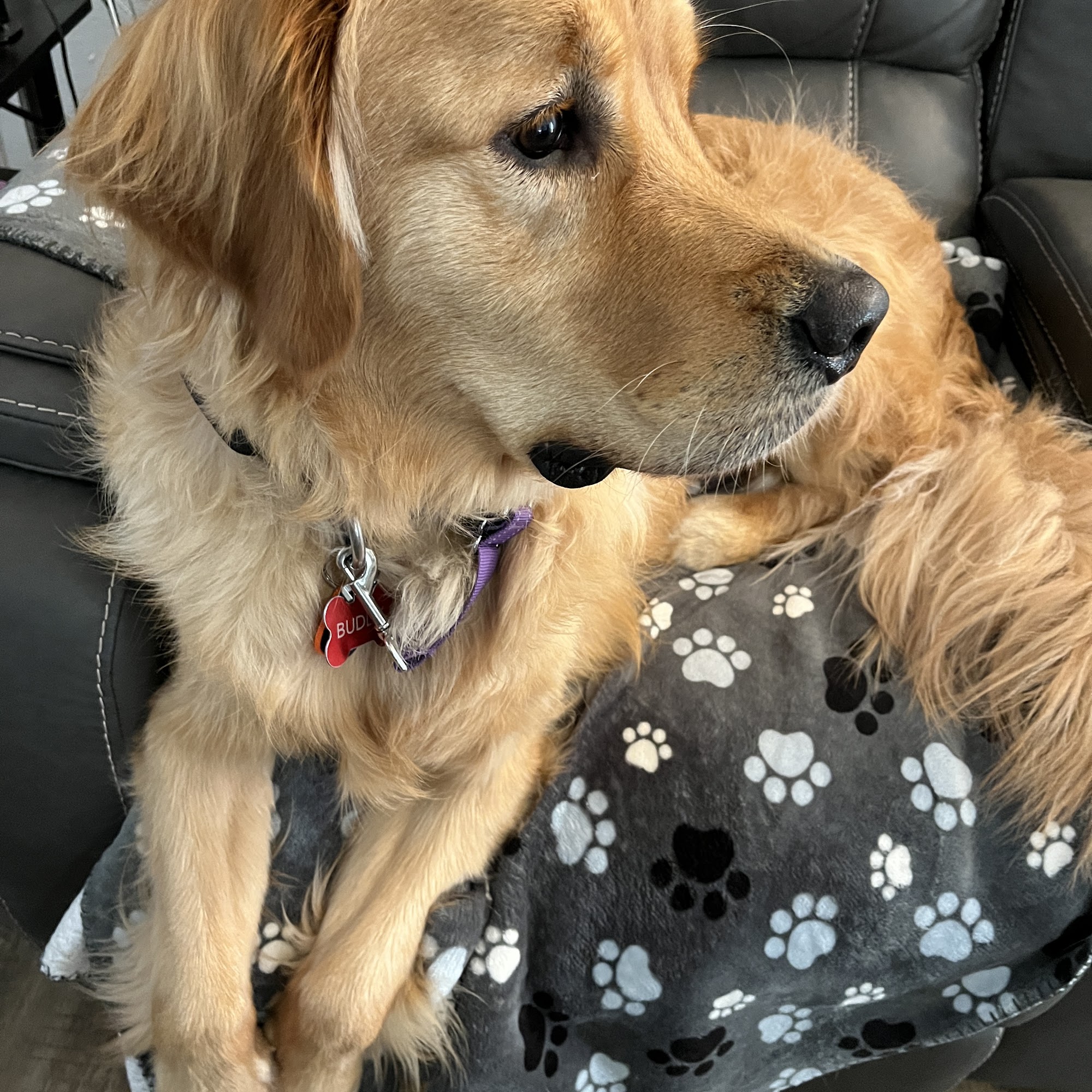 Amy's Pet Grooming Aurora