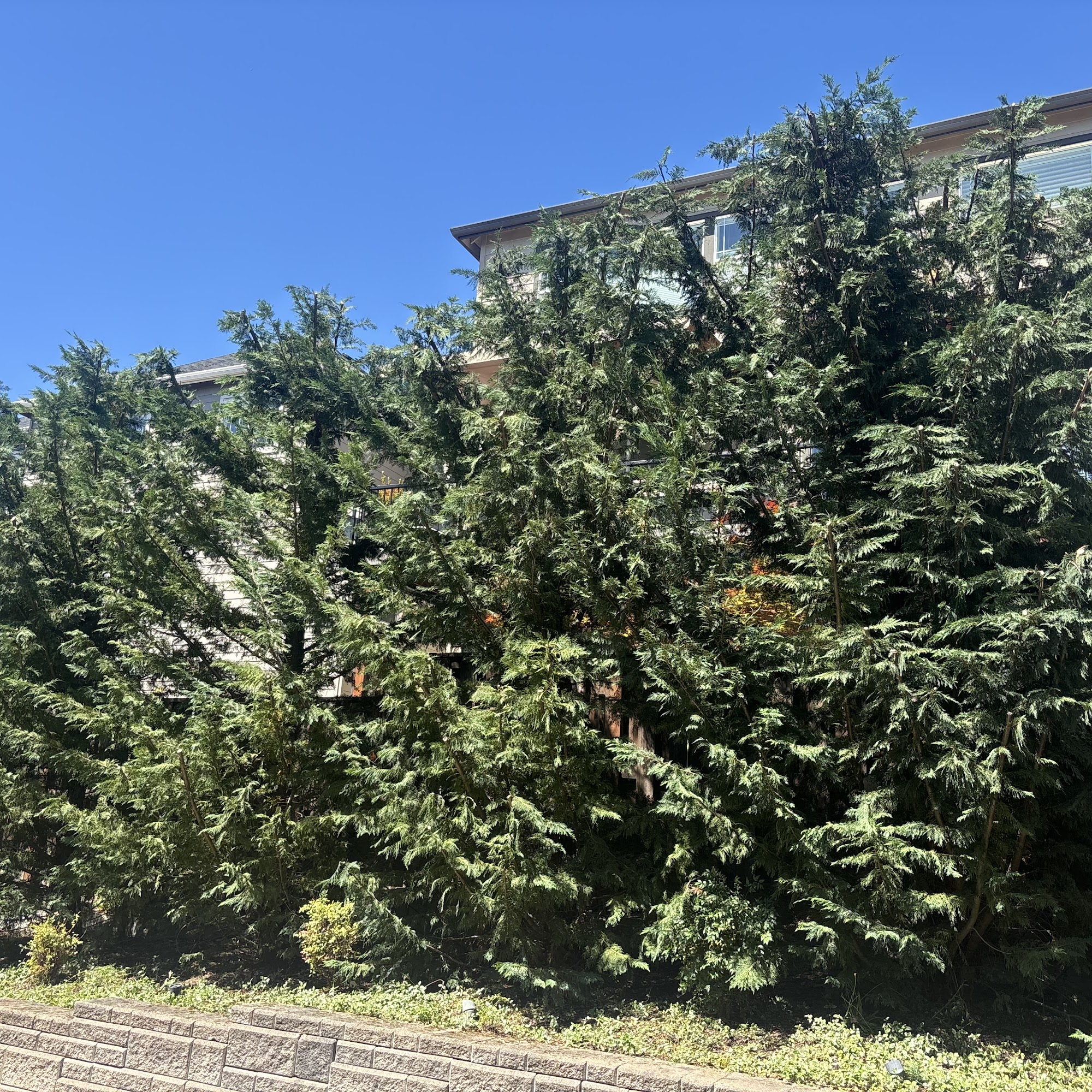 Grove Tree Care 23503 Boones Ferry Rd NE, Aurora, OR 97002