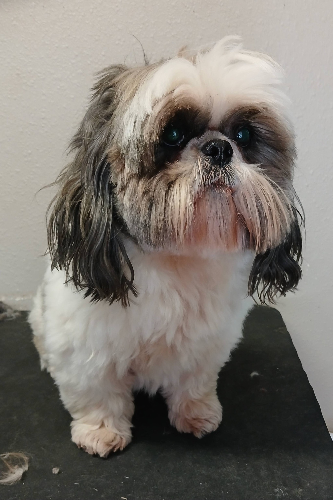 Beach Dog Grooming Bandon