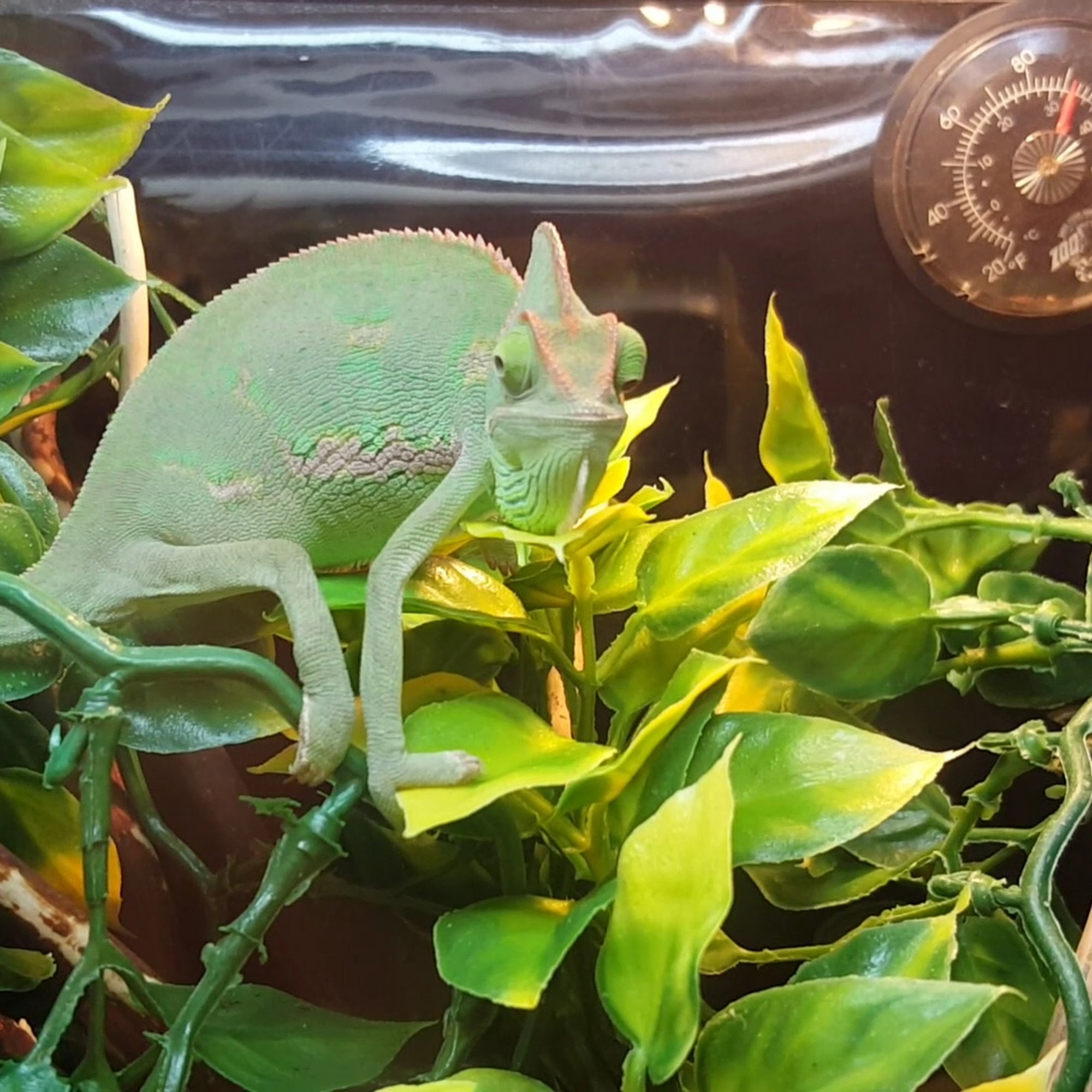 PetSmart Beaverton