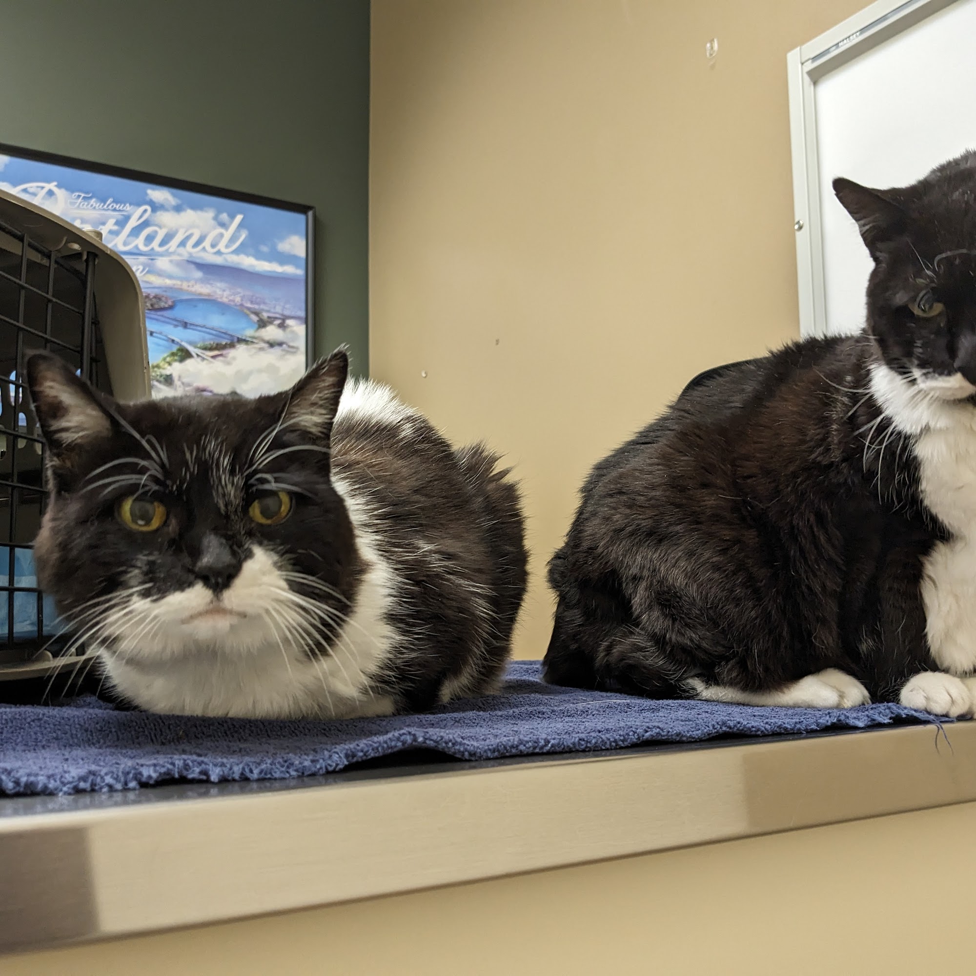 Beaverton Pet Clinic Beaverton