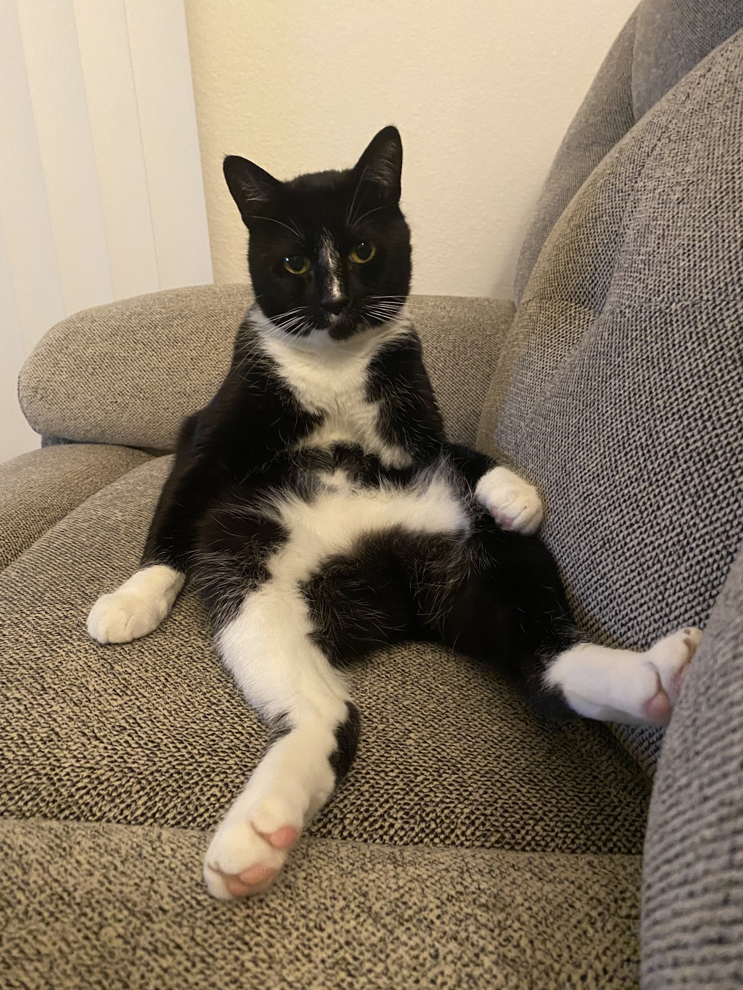 Beaverton Pet Clinic Beaverton