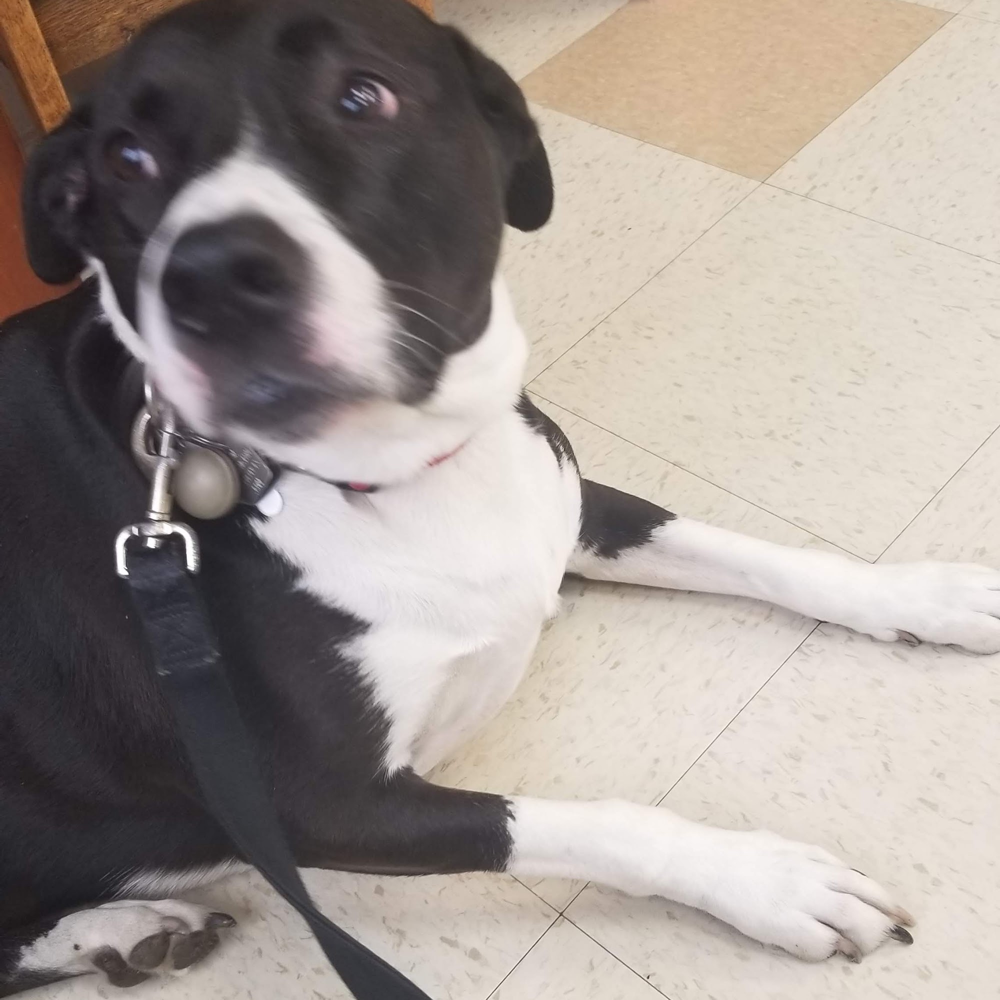 Aloha Dog & Cat Hospital Beaverton