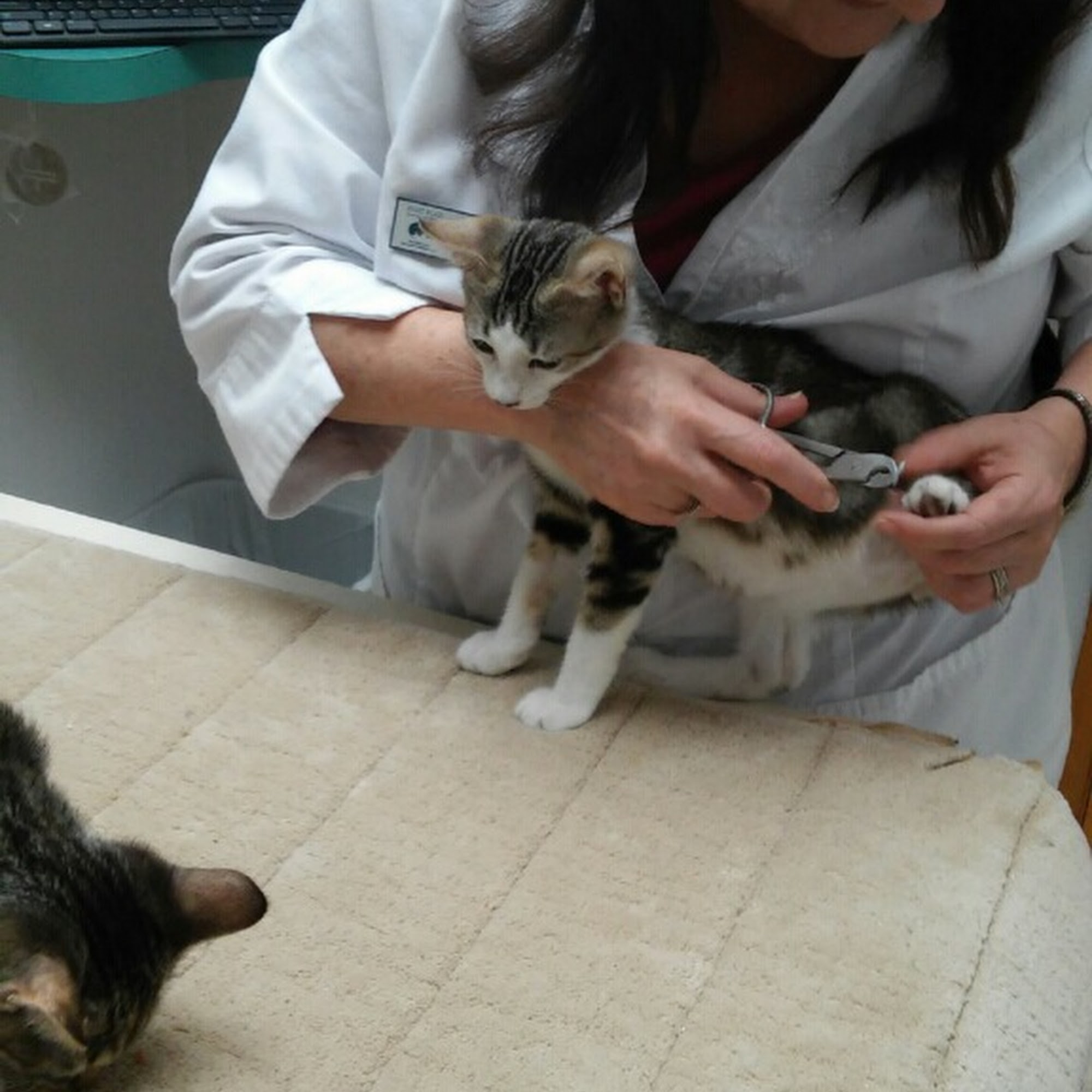 Hart Road Animal Hospital Beaverton