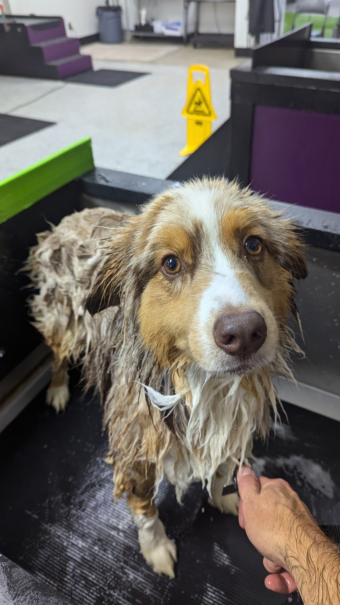 BarkZone Dog Daycare, Grooming & Boarding Beaverton