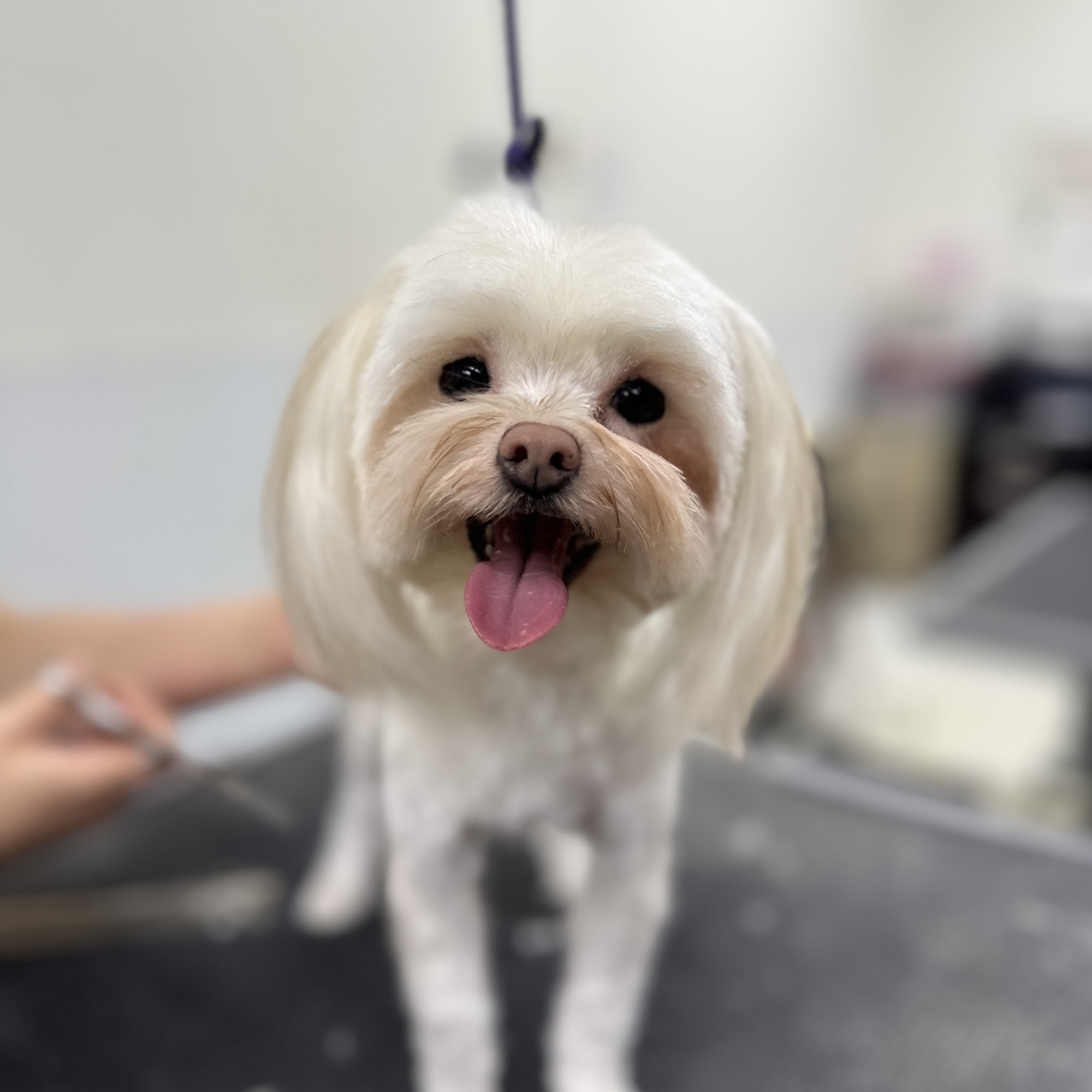 BarkZone Dog Daycare, Grooming & Boarding Beaverton