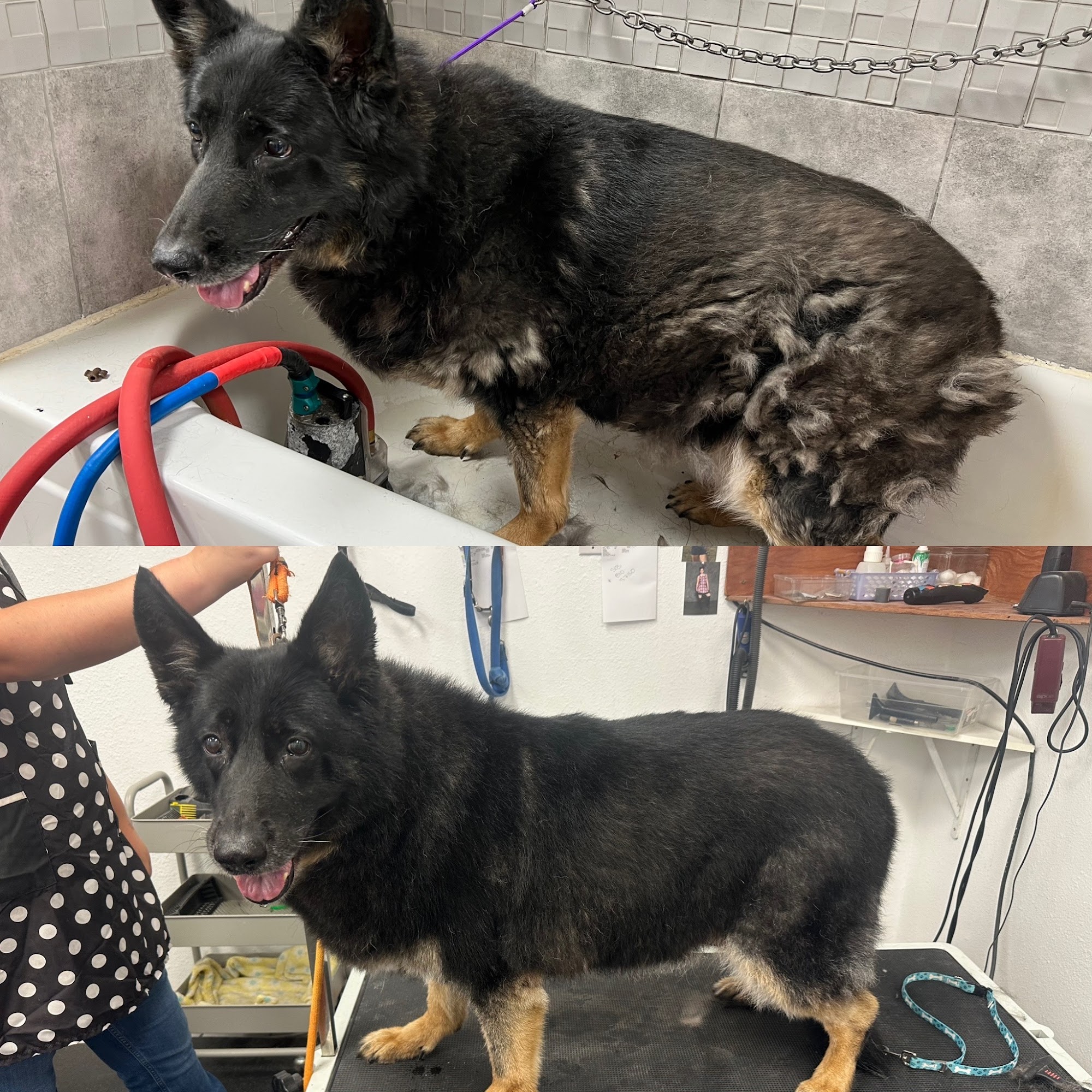 Butlers Pet Grooming Beaverton