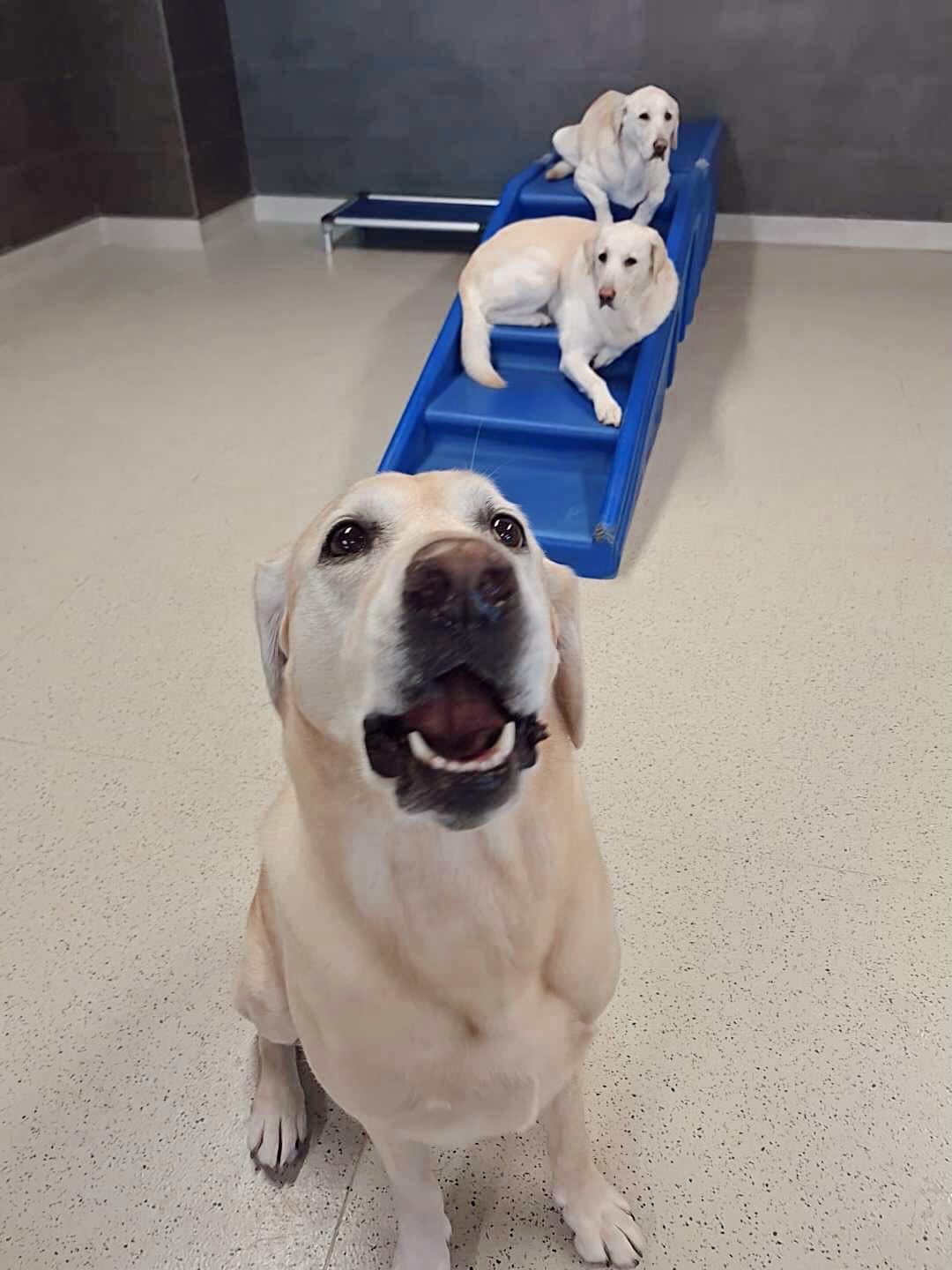 Sniff Dog Hotel Beaverton