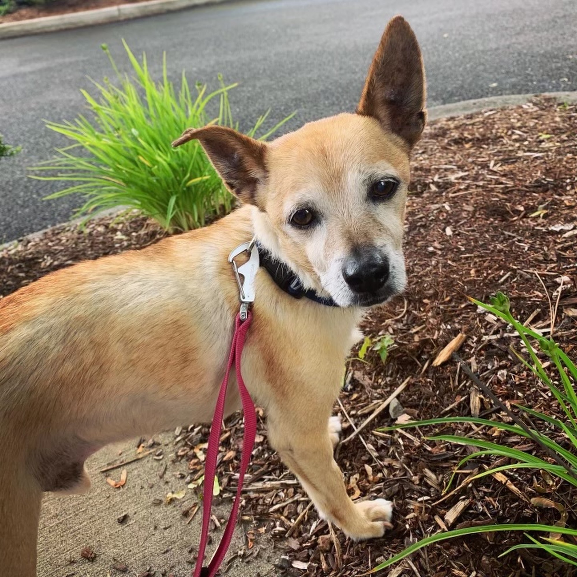 It’s Walkie Time Beaverton