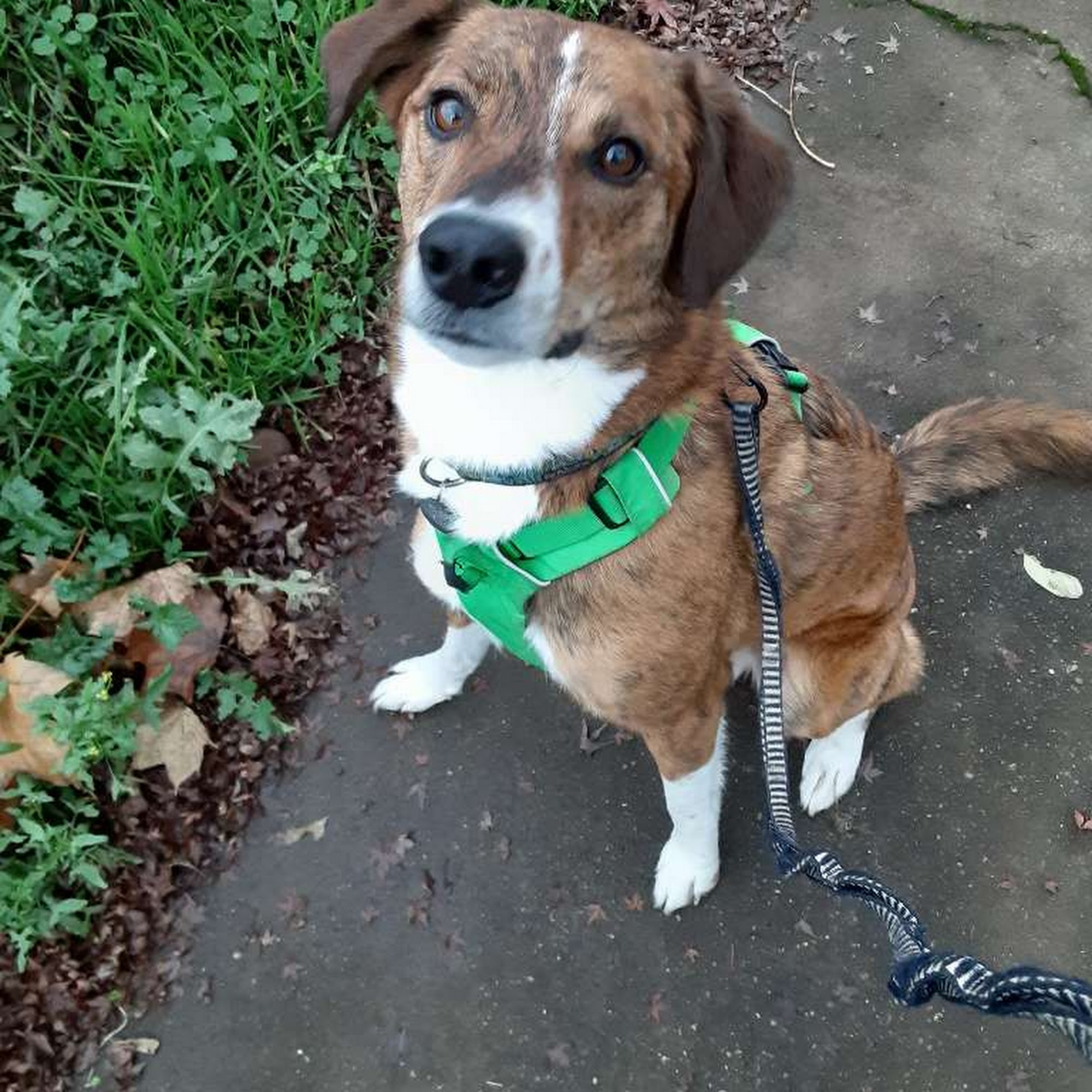 Platinum Leash Beaverton