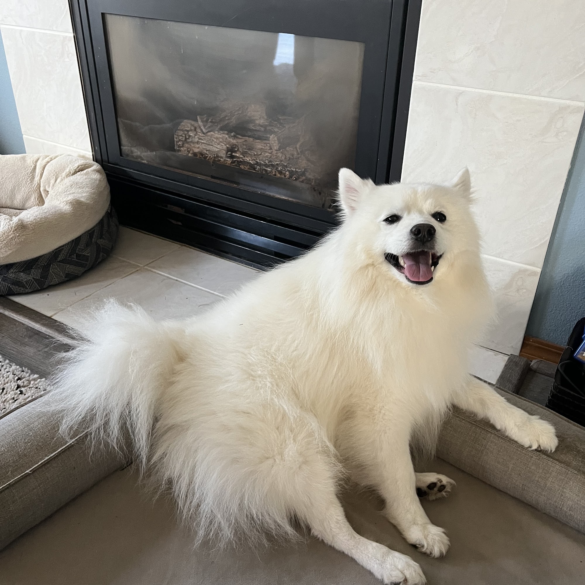 NW Animal Allergy & Dermatology Beaverton