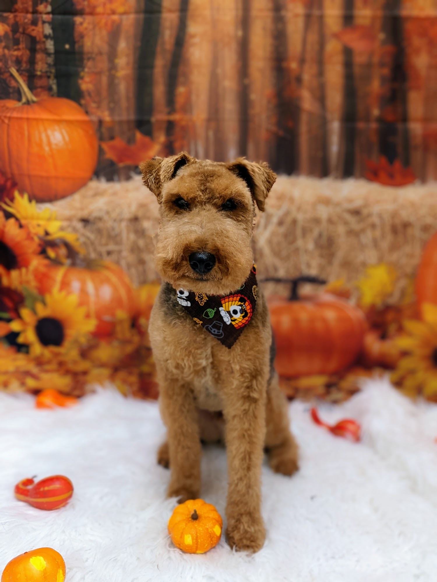 The Local Floof by Jessie Bend