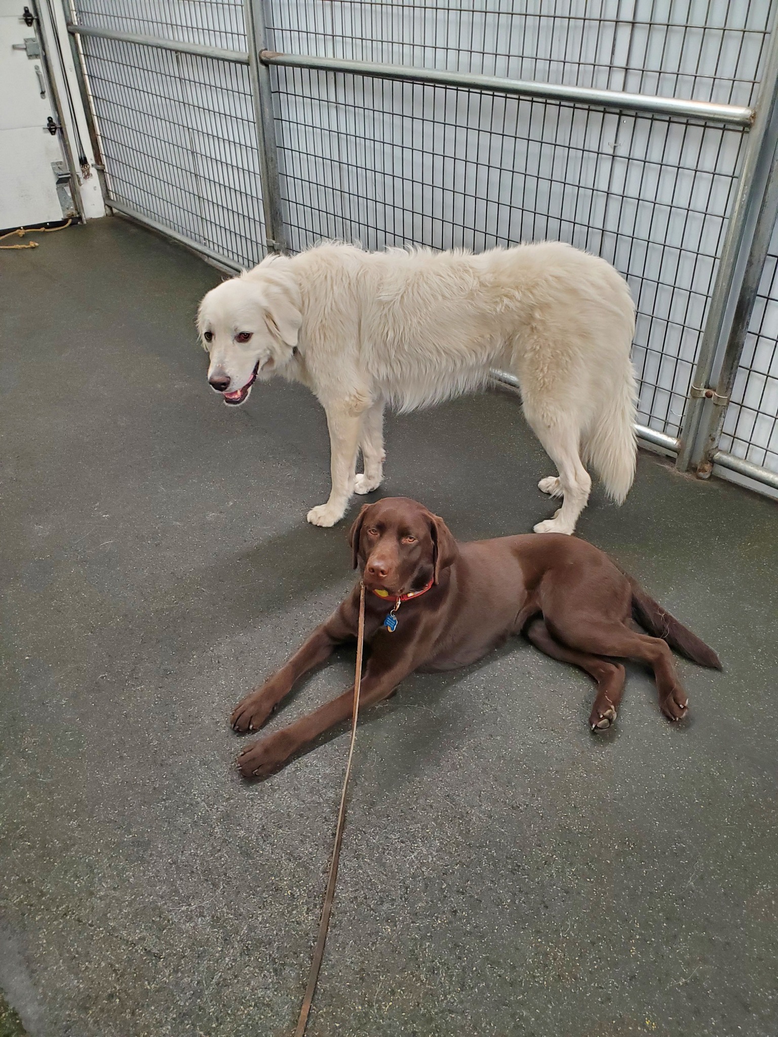 Cascadia Canine Training School Bend