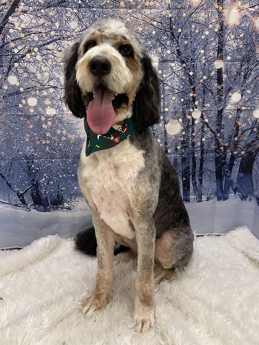 Central Oregon Pet Grooming Bend