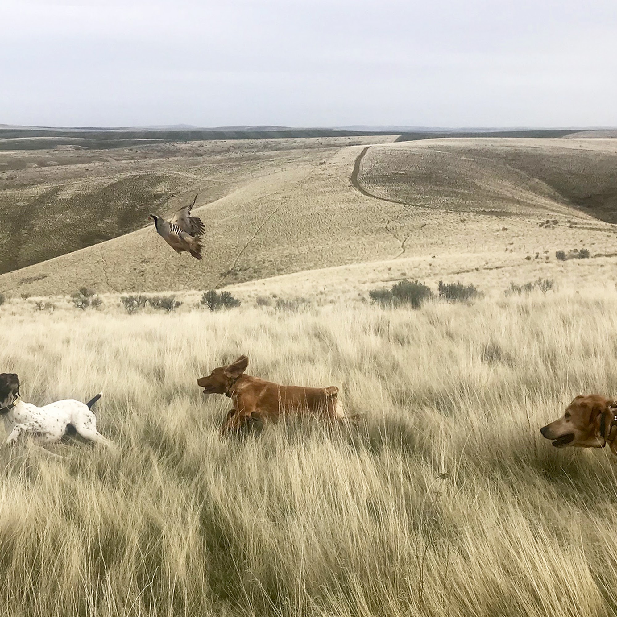 Central Oregon Sporting Dog Bend