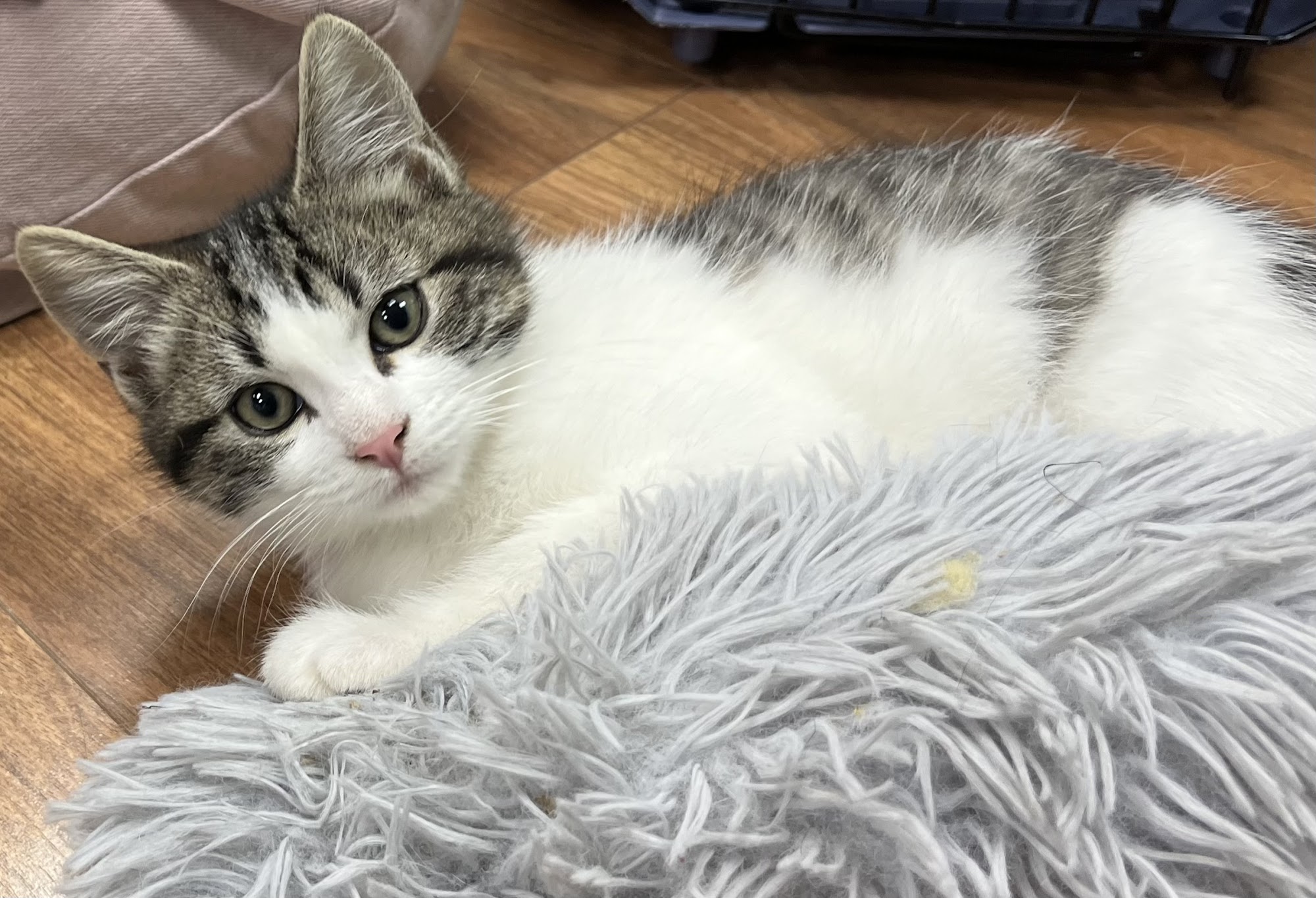 Playful Paws Cat Café Bend