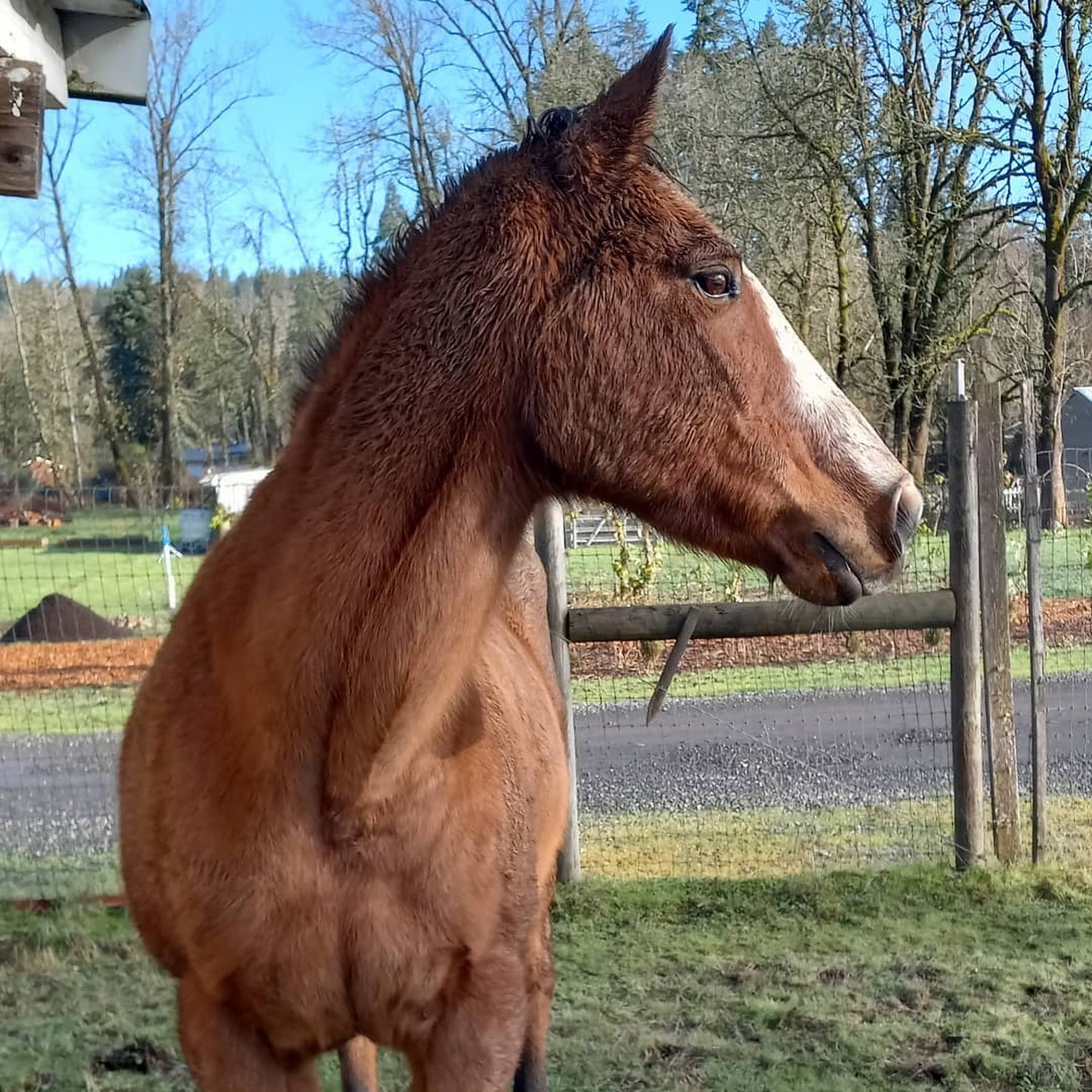 Mertens Mammals Equine Veterinary Medicine Boring