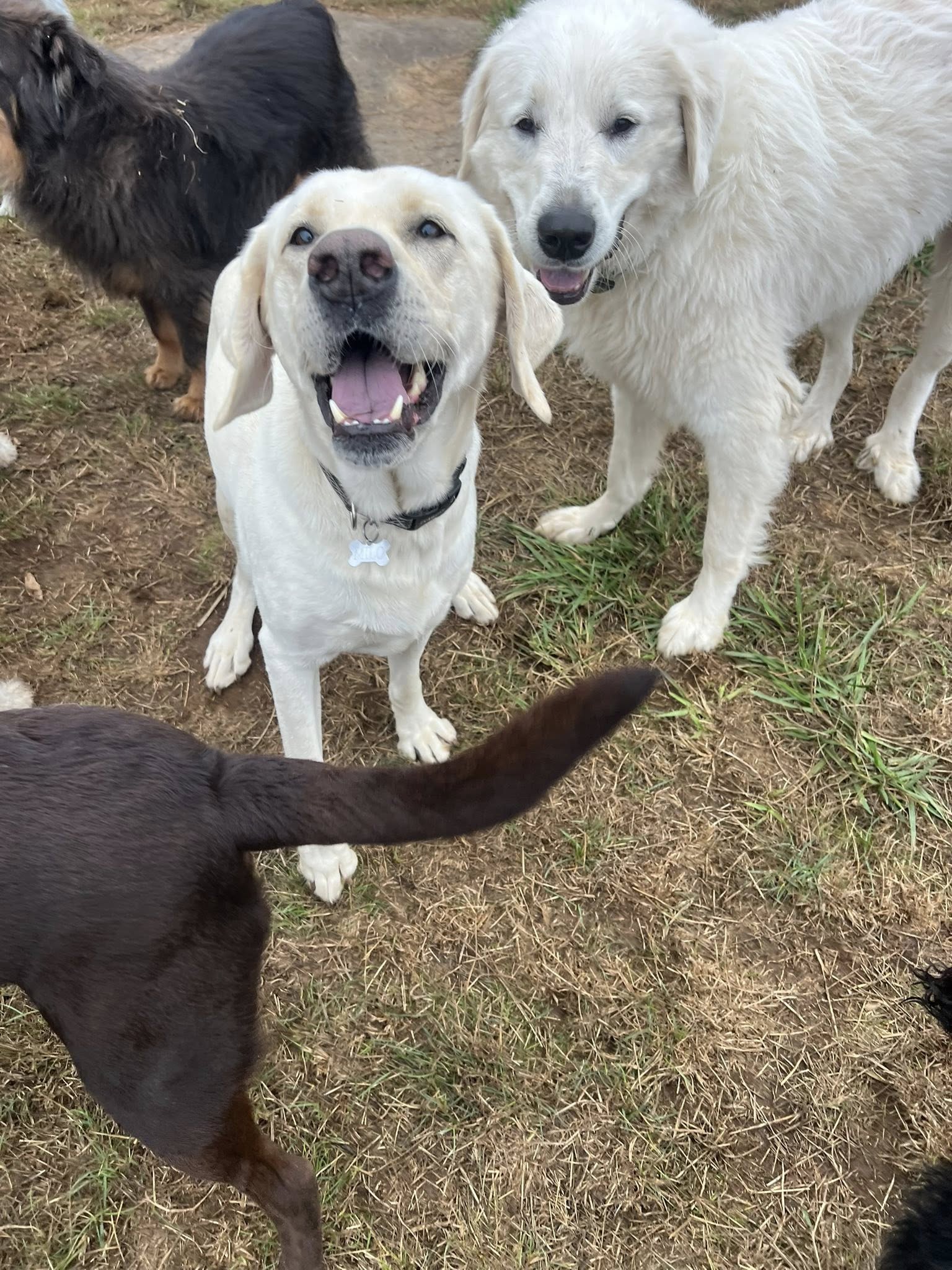 Green Acres K9 Resort Boring