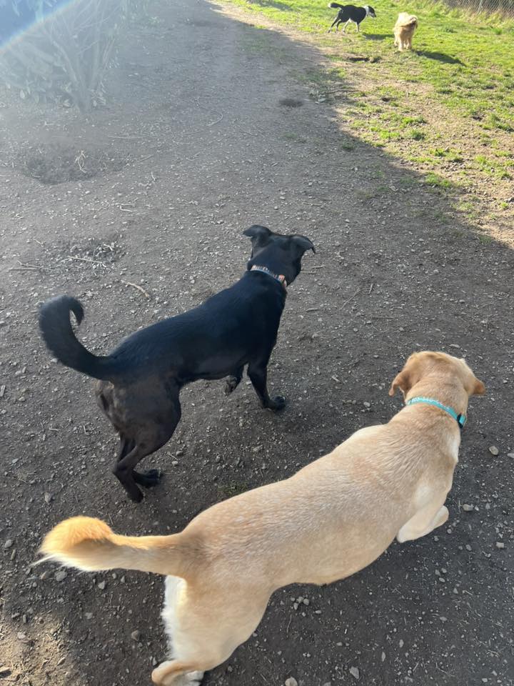 Green Acres K9 Resort Boring