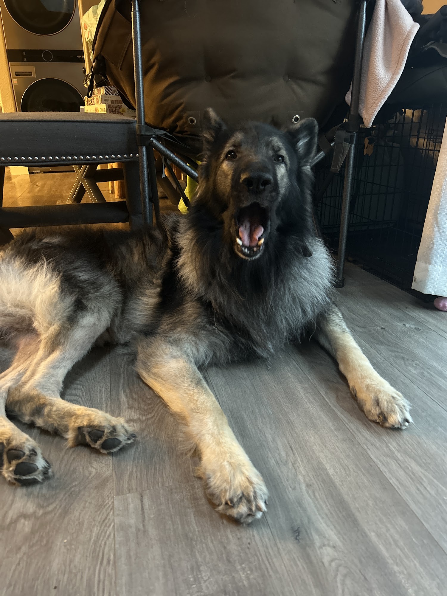 Paws on Gresham Boring