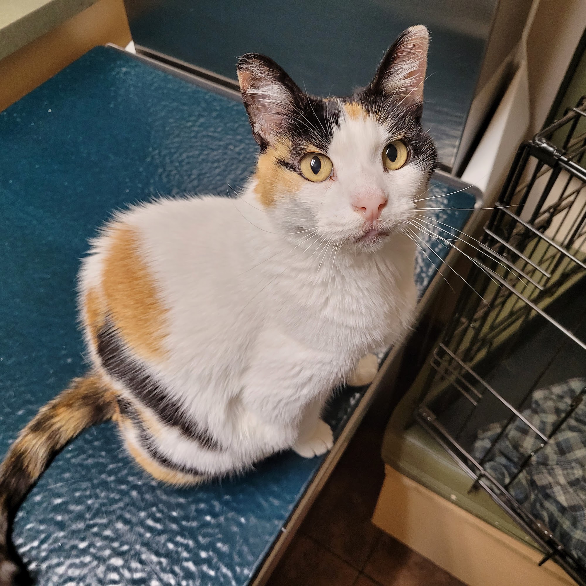 Town & Country Animal Clinic Brookings