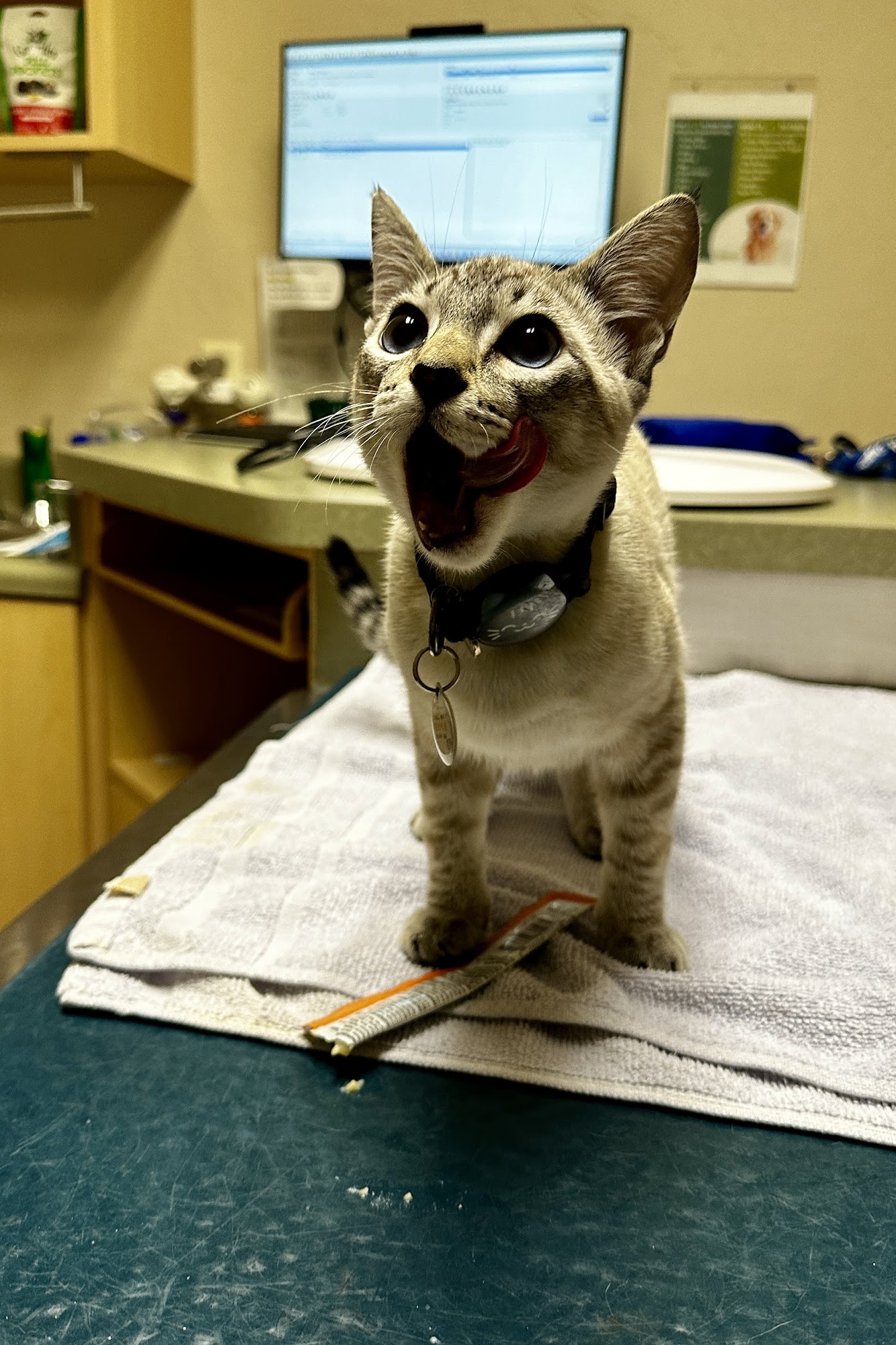 Town & Country Animal Clinic Brookings