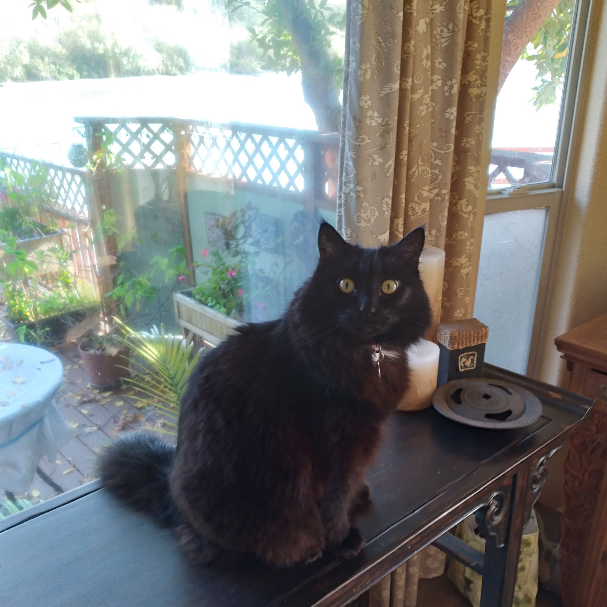 Brookings Harbor Veterinary Hospital Brookings