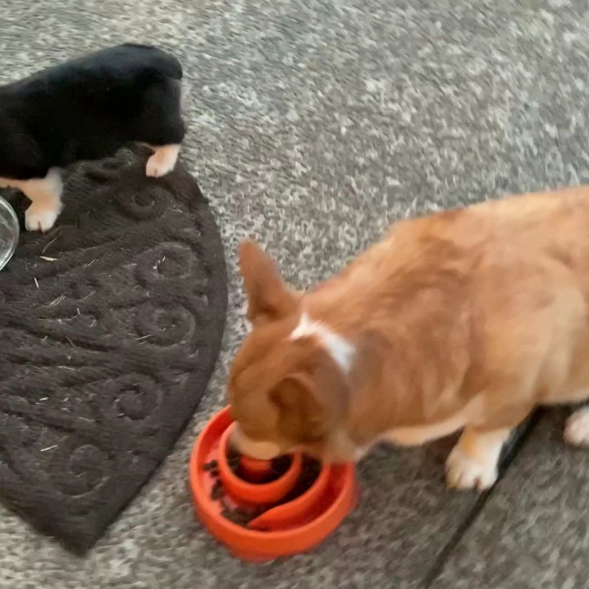 Sequoia Veterinary Clinic Canby