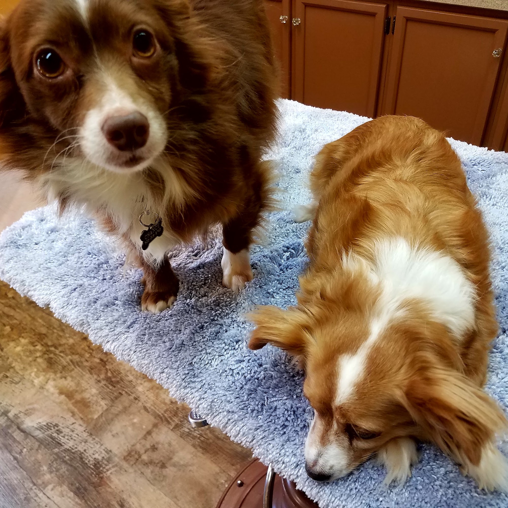 Birch Street Animal Clinic Canby