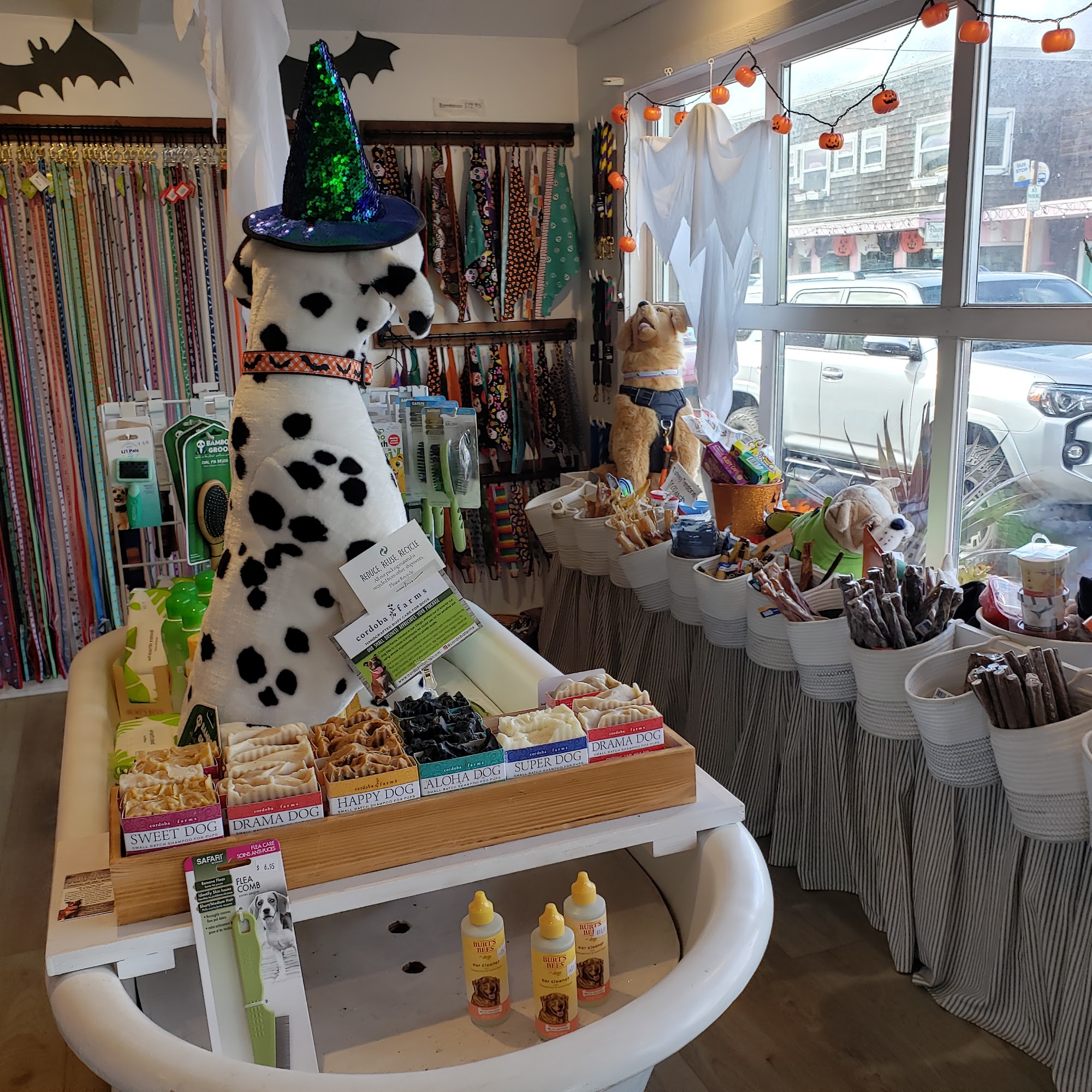 Fetch Cannon Beach Cannon Beach