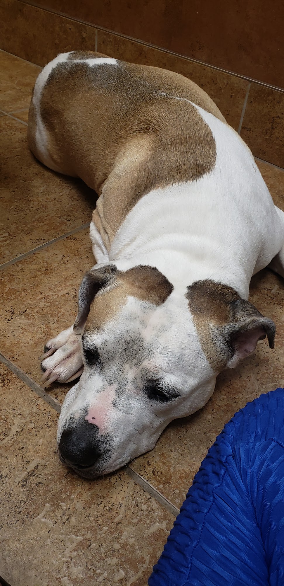 Countryside Veterinary Service Canyonville