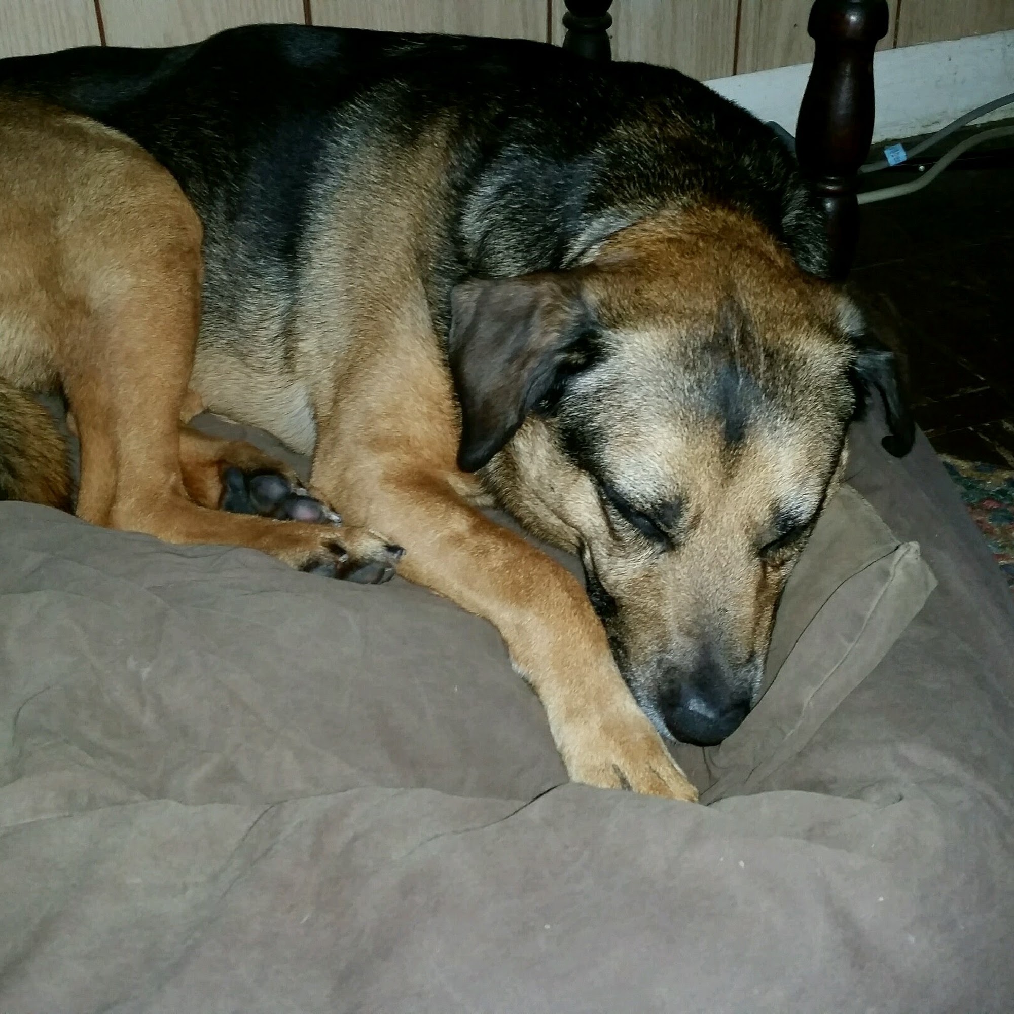 Carlton Veterinary Hospital Carlton