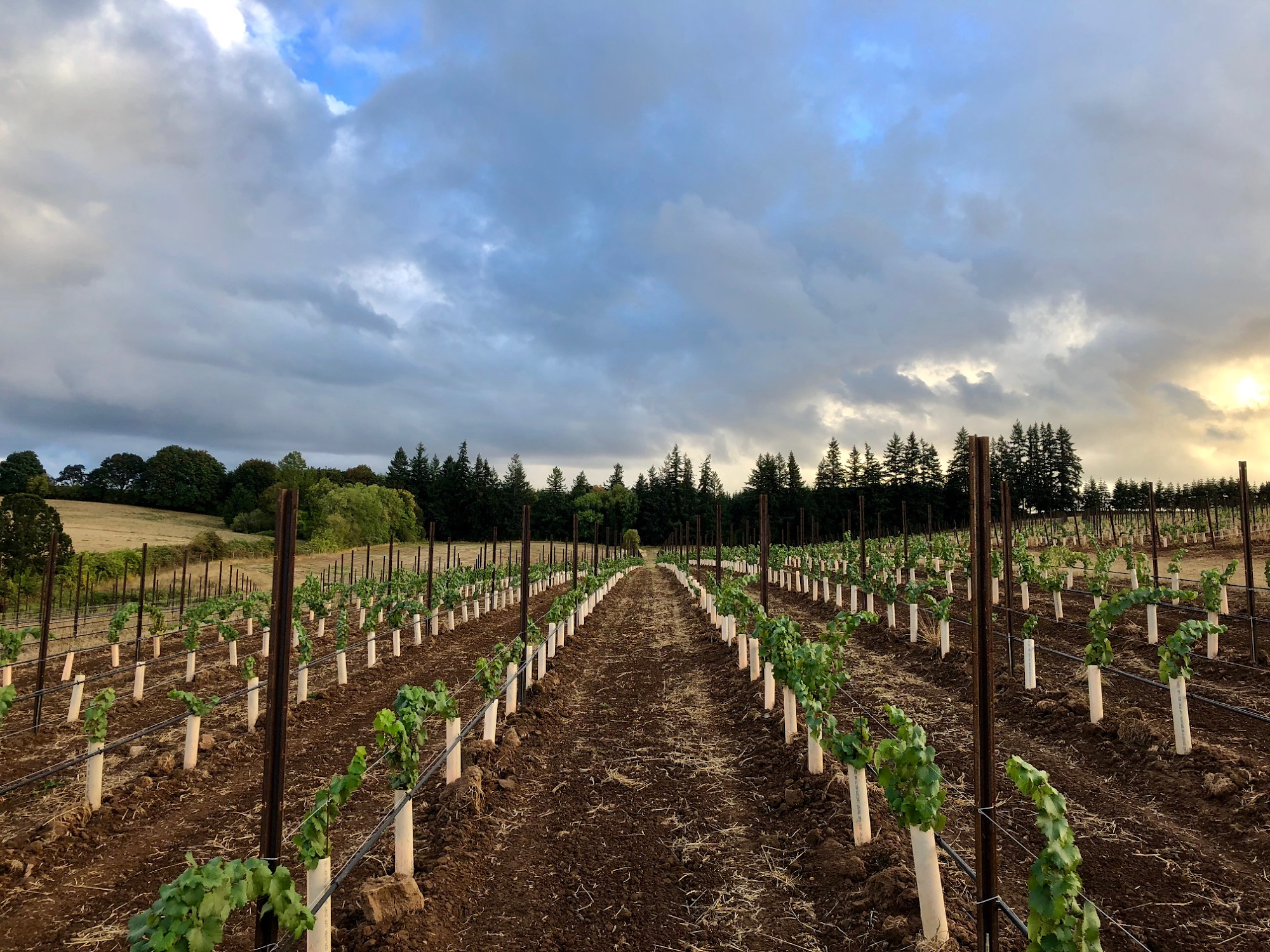 Dominio IV Wines Menu