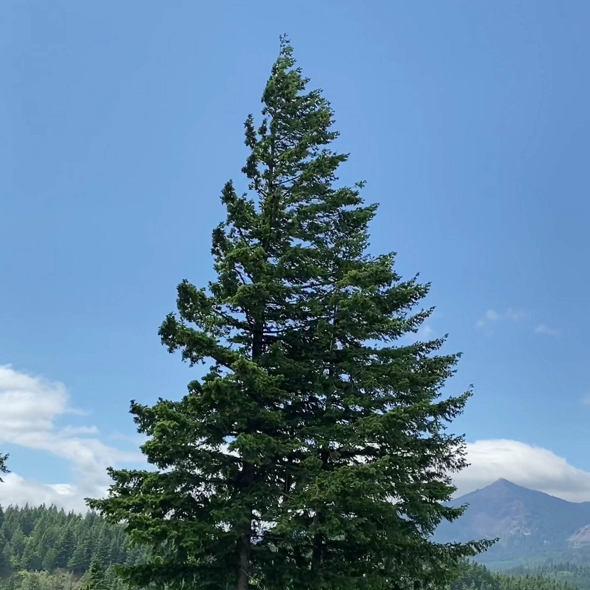 Thunder Island Brewing Co Cascade Locks