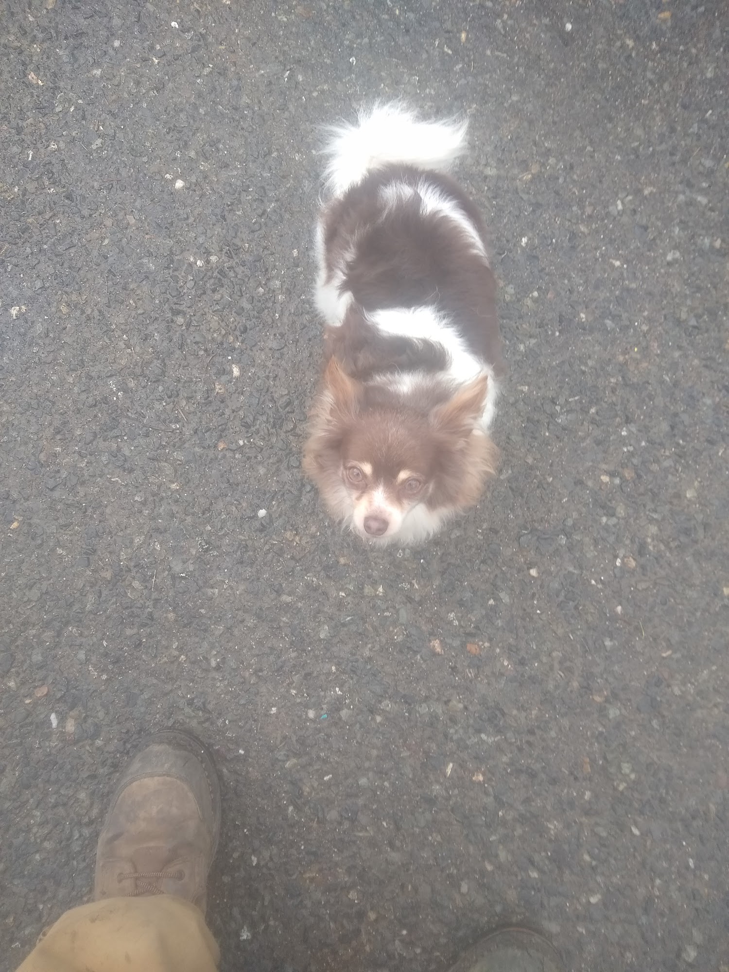 You Dirty Dog Cave Junction