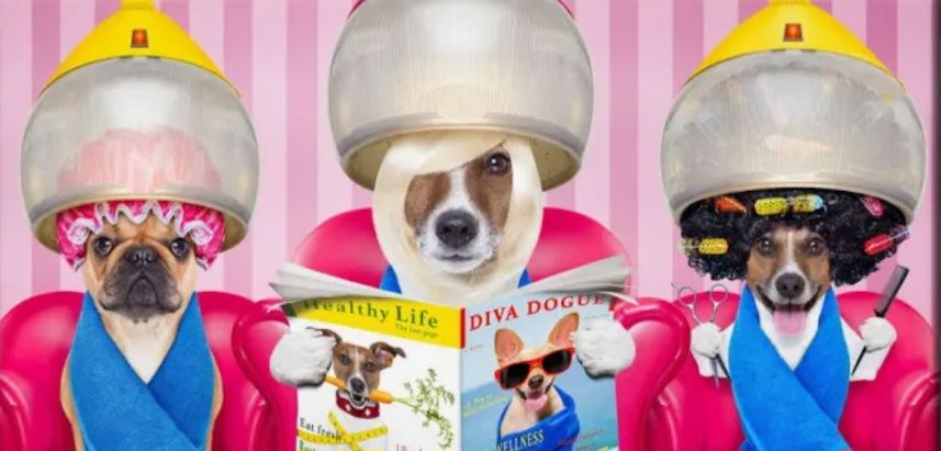 Bubbles And Bows Grooming And Boutique Central Point