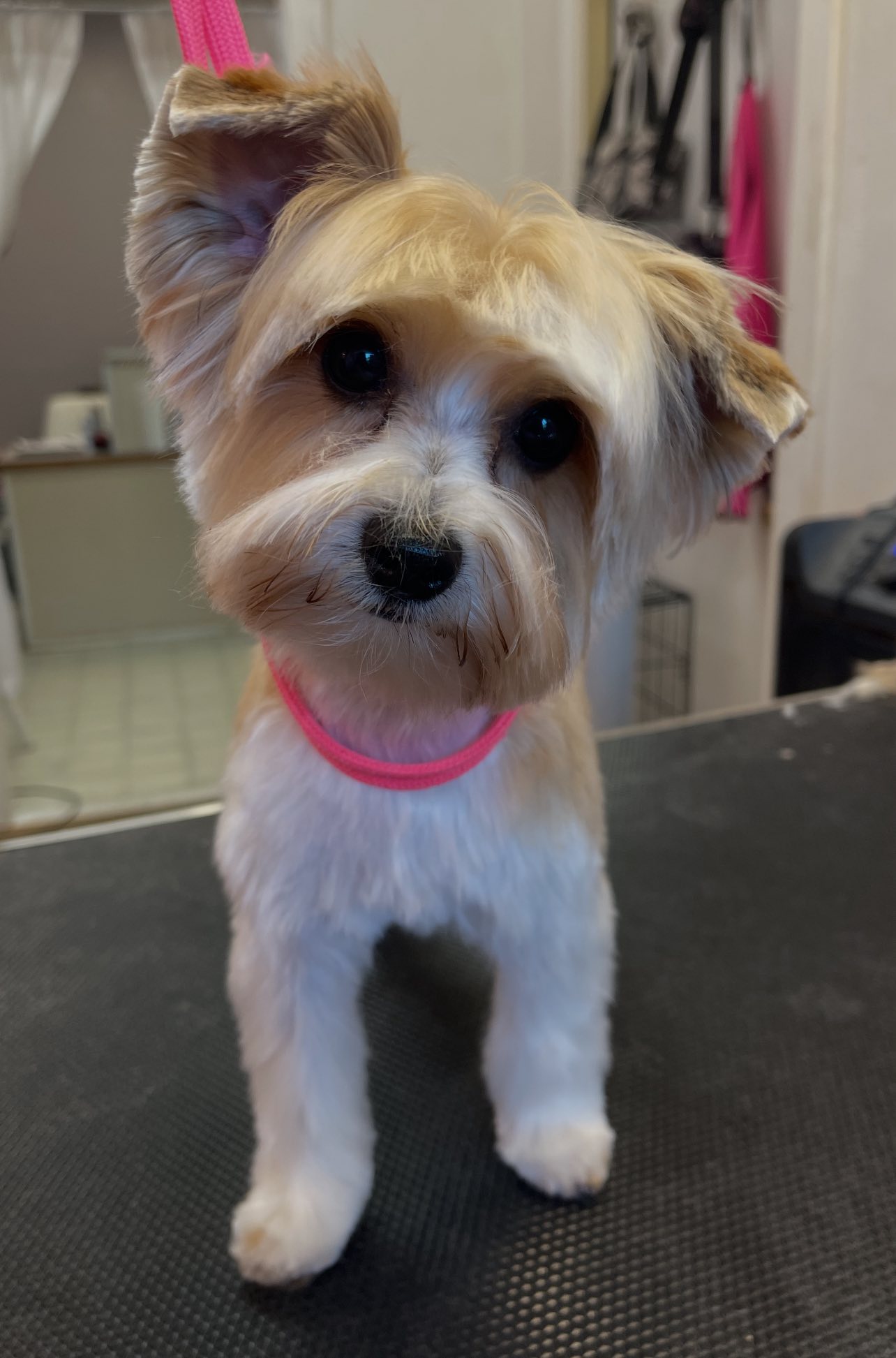 Shannon's Pretty Pawz Salon Central Point