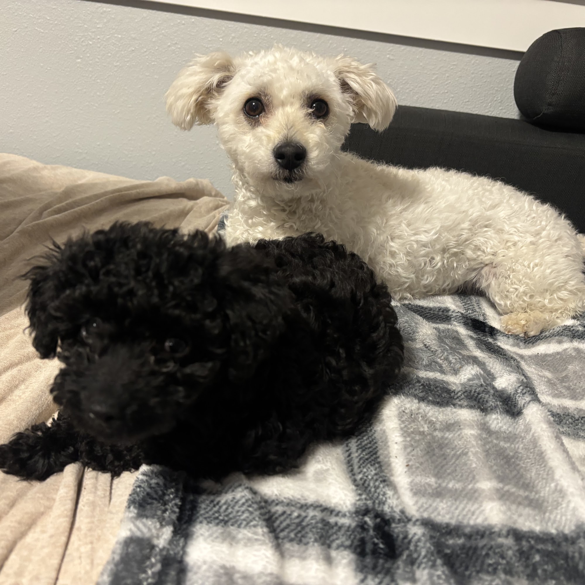 Clackamas Pet Clinic Clackamas