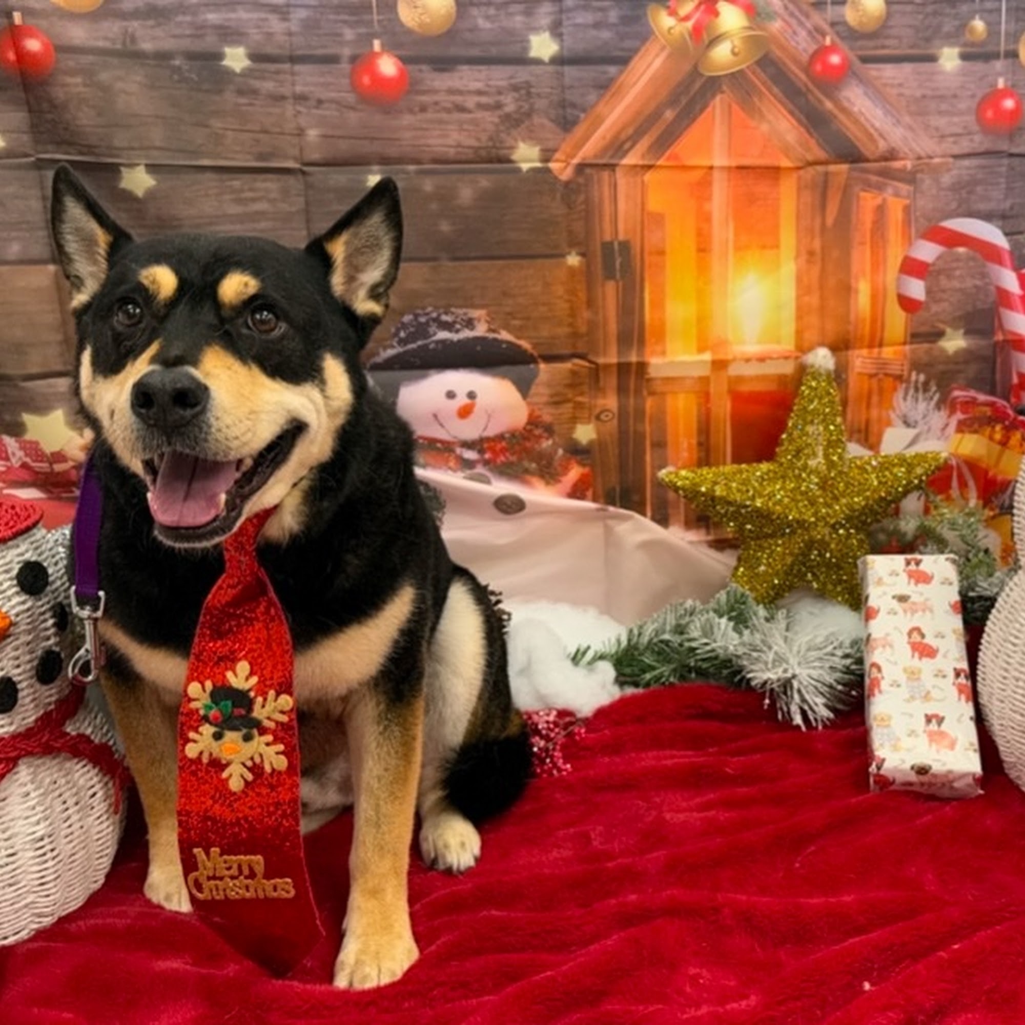 Mudpuppies Grooming Clackamas