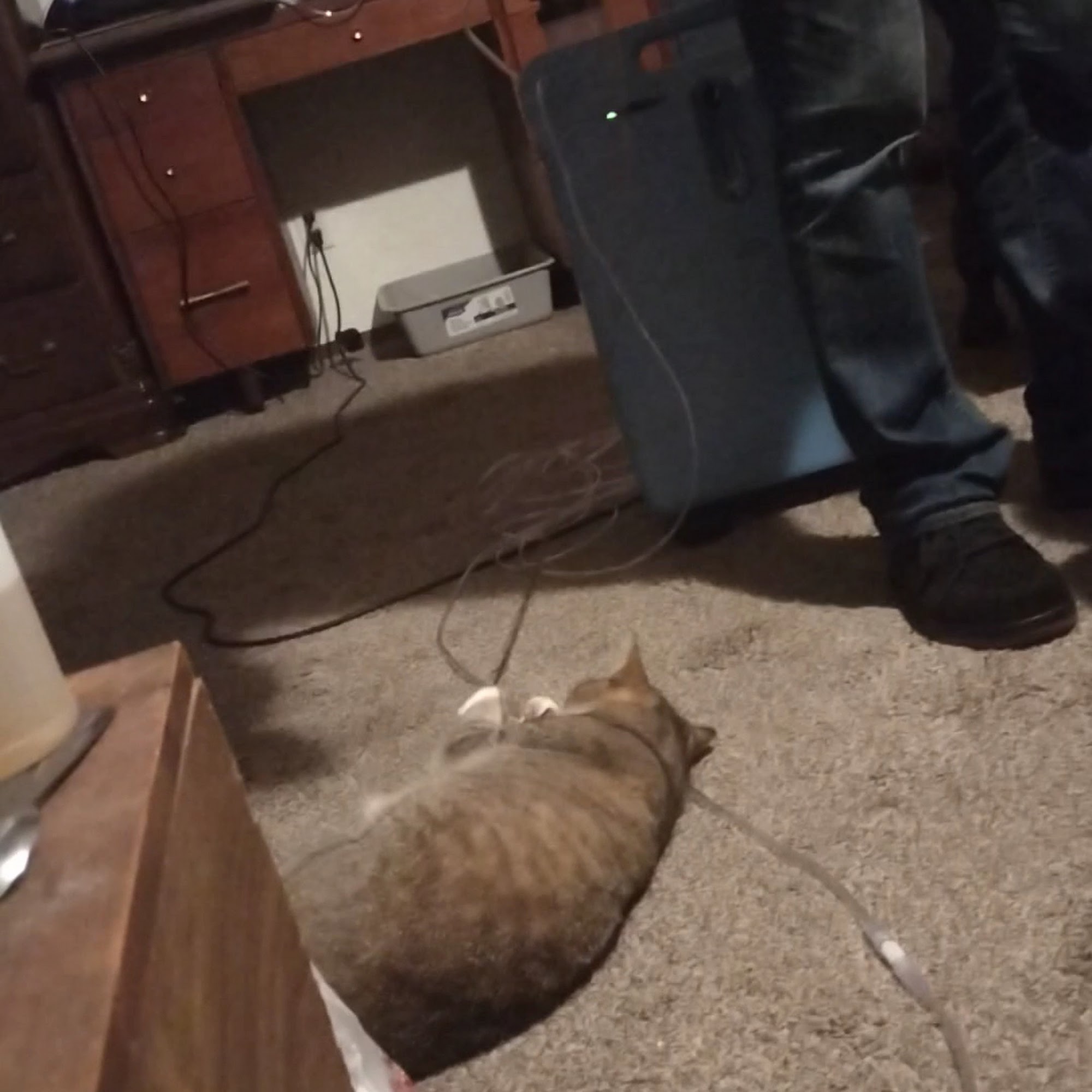 Morgan Veterinary Hospital, PC Coos Bay