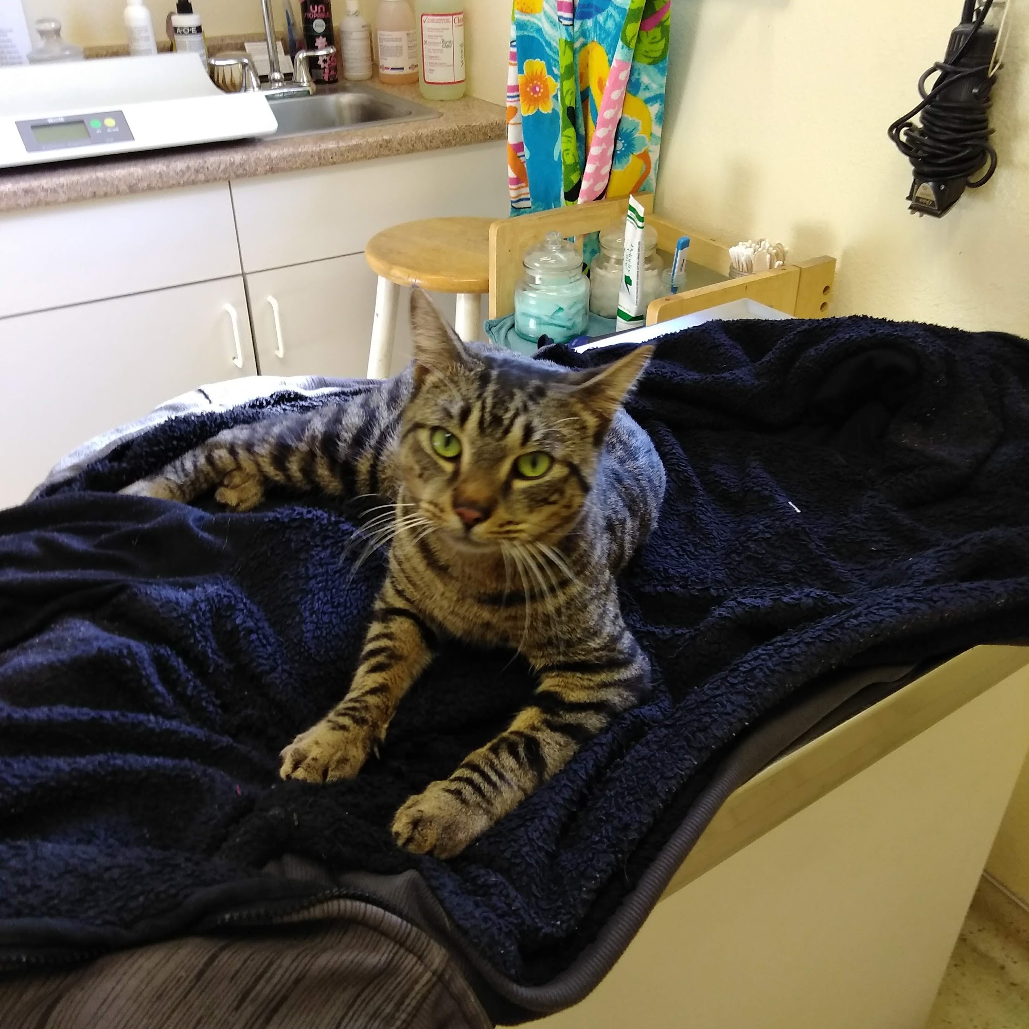 Hanson-Meekins Animal Hospital Coos Bay